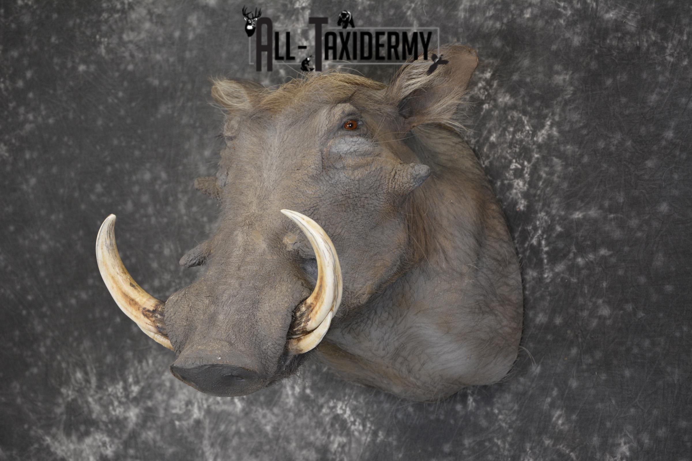 African Warthog Shoulder taxidermy mount for sale * SKU 2014 - Image 8