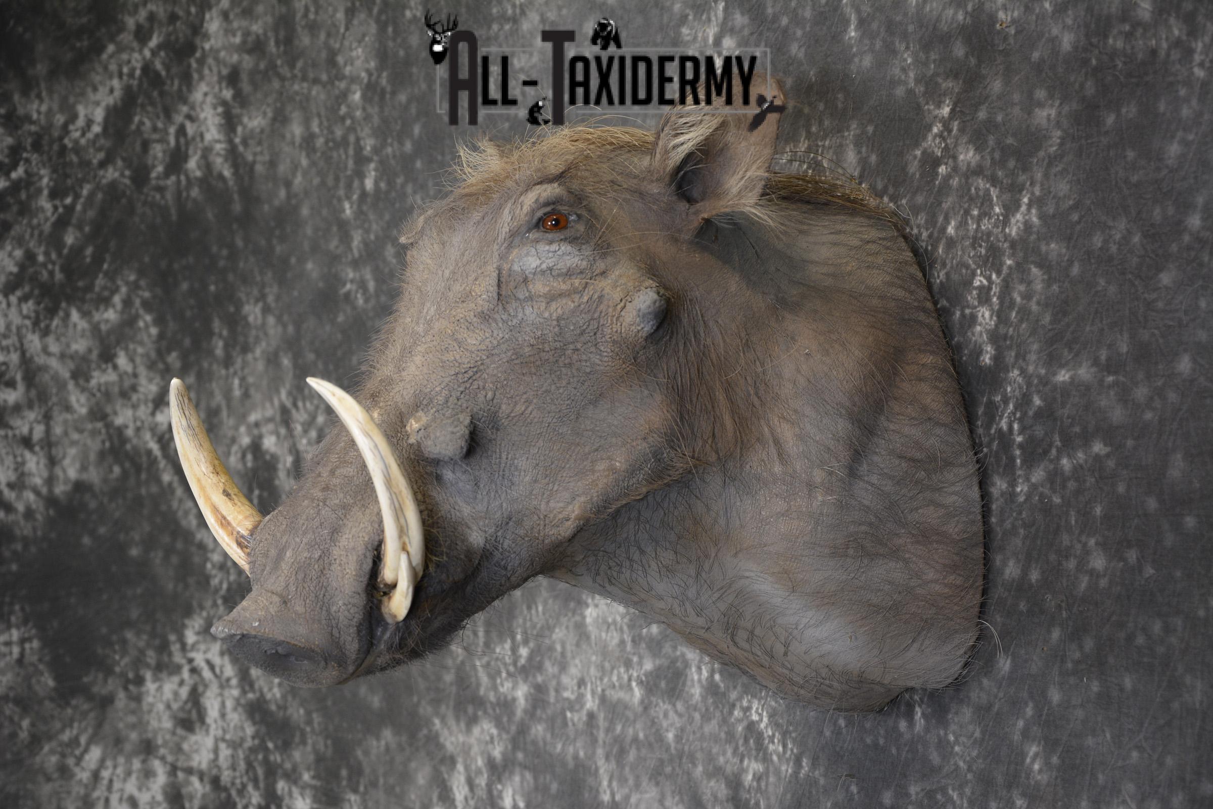 African Warthog Shoulder taxidermy mount for sale * SKU 2014 - Image 7