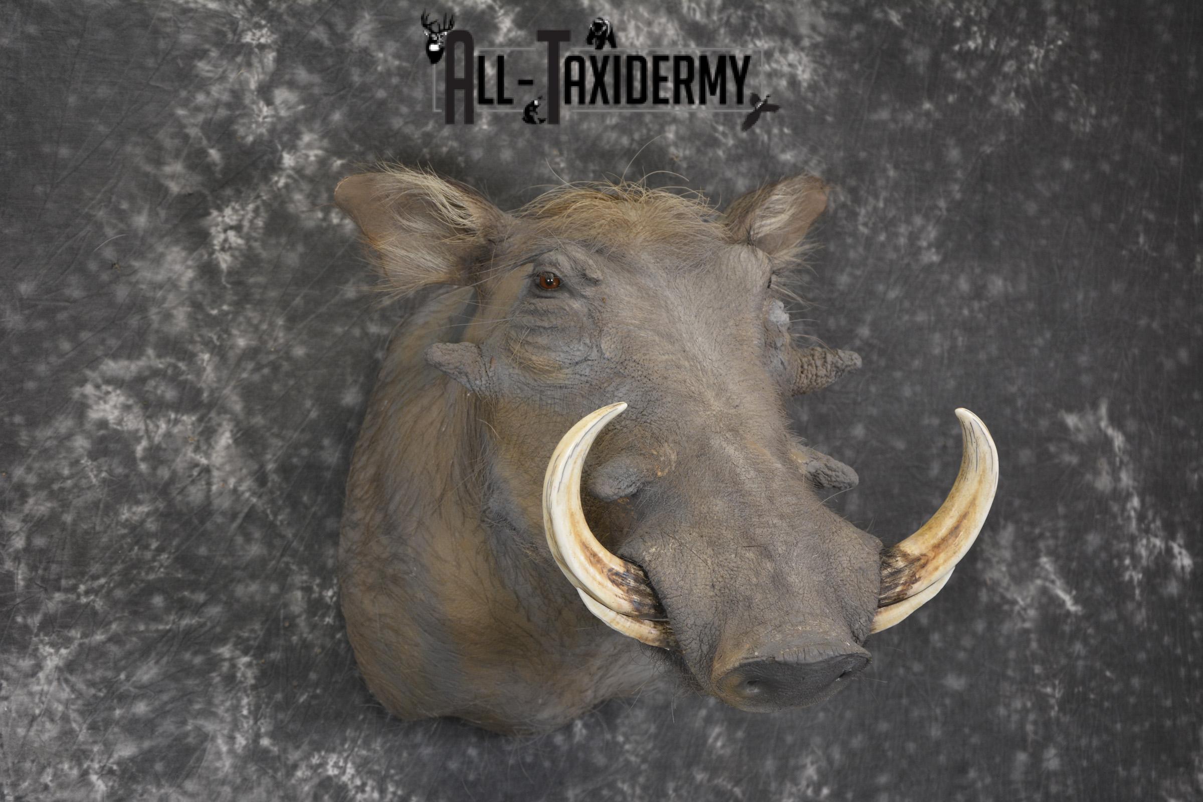 African Warthog Shoulder taxidermy mount for sale * SKU 2014 - Image 6