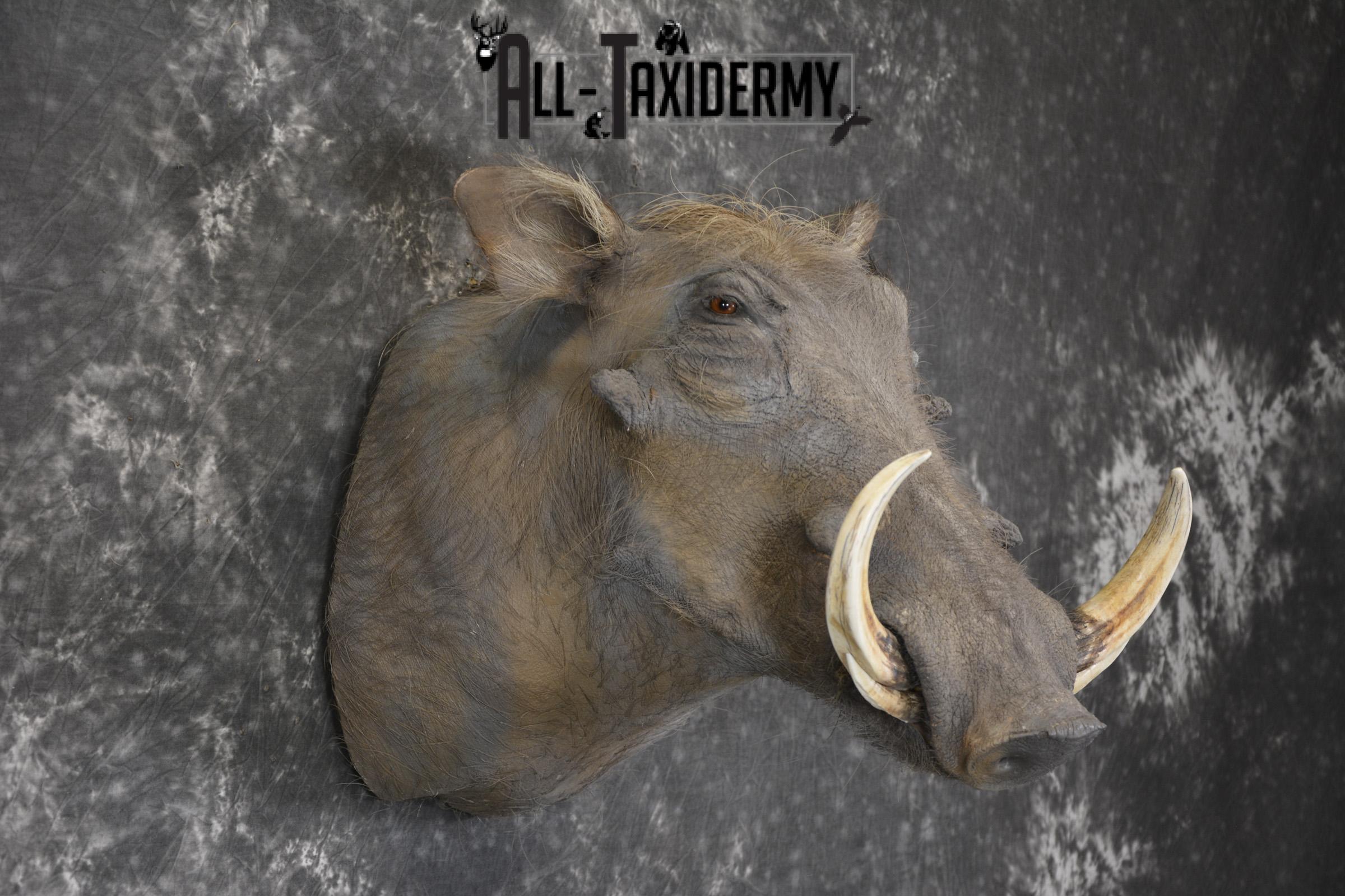 African Warthog Shoulder taxidermy mount for sale * SKU 2014 - Image 5