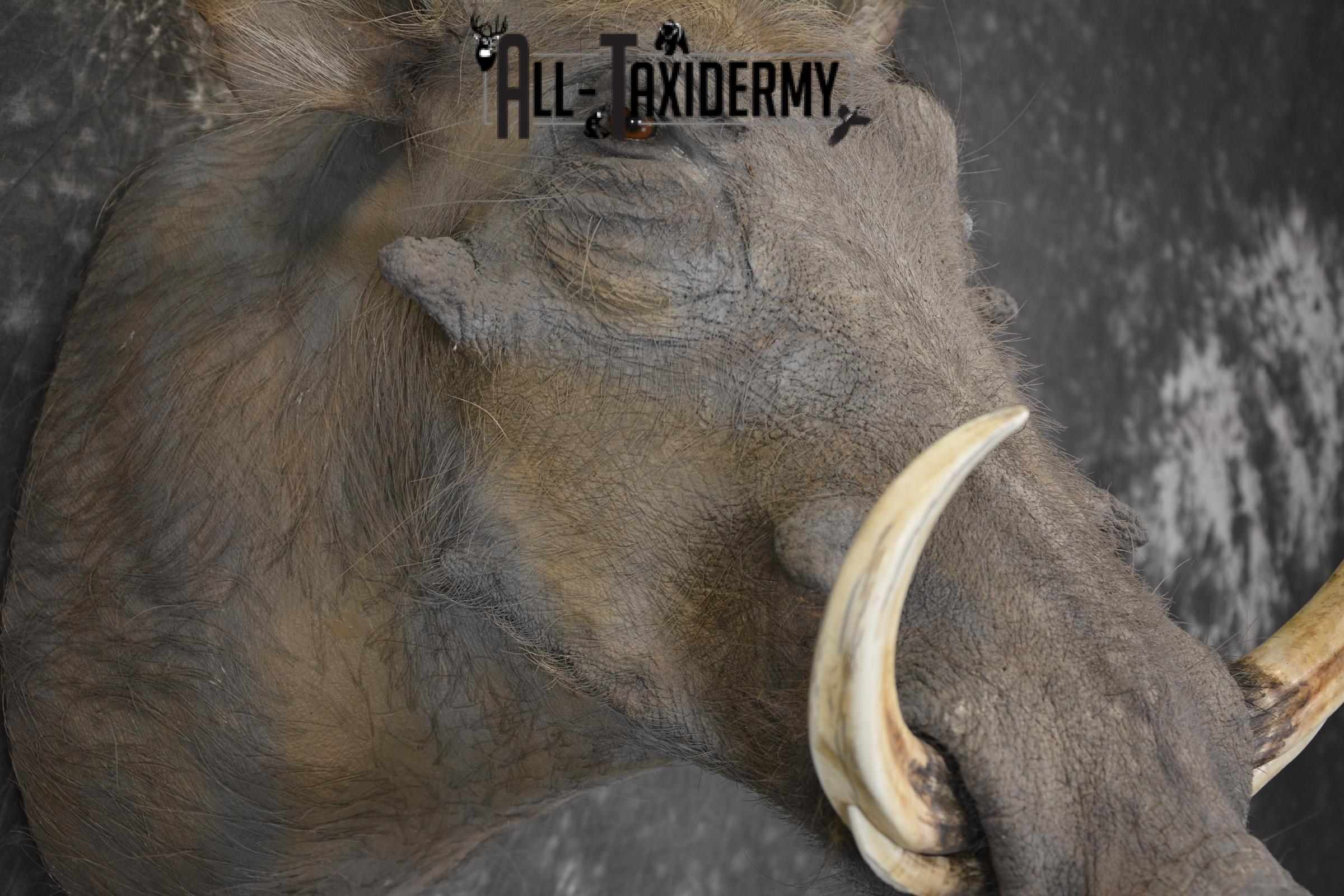 African Warthog Shoulder taxidermy mount for sale * SKU 2014 - Image 4