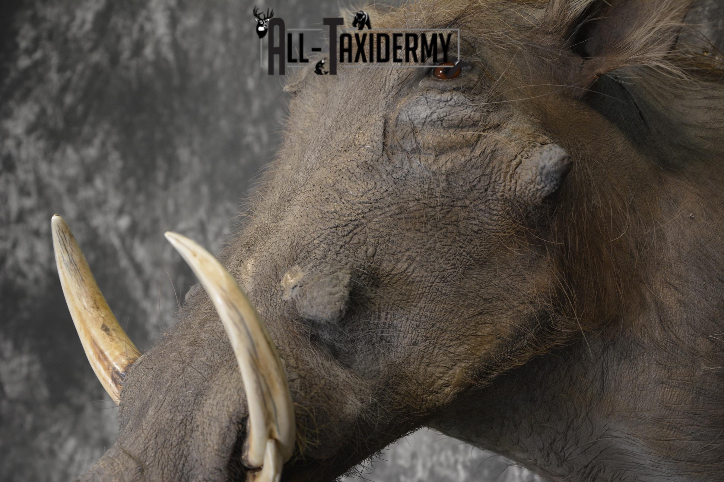 African Warthog Shoulder taxidermy mount for sale * SKU 2014 - Image 3