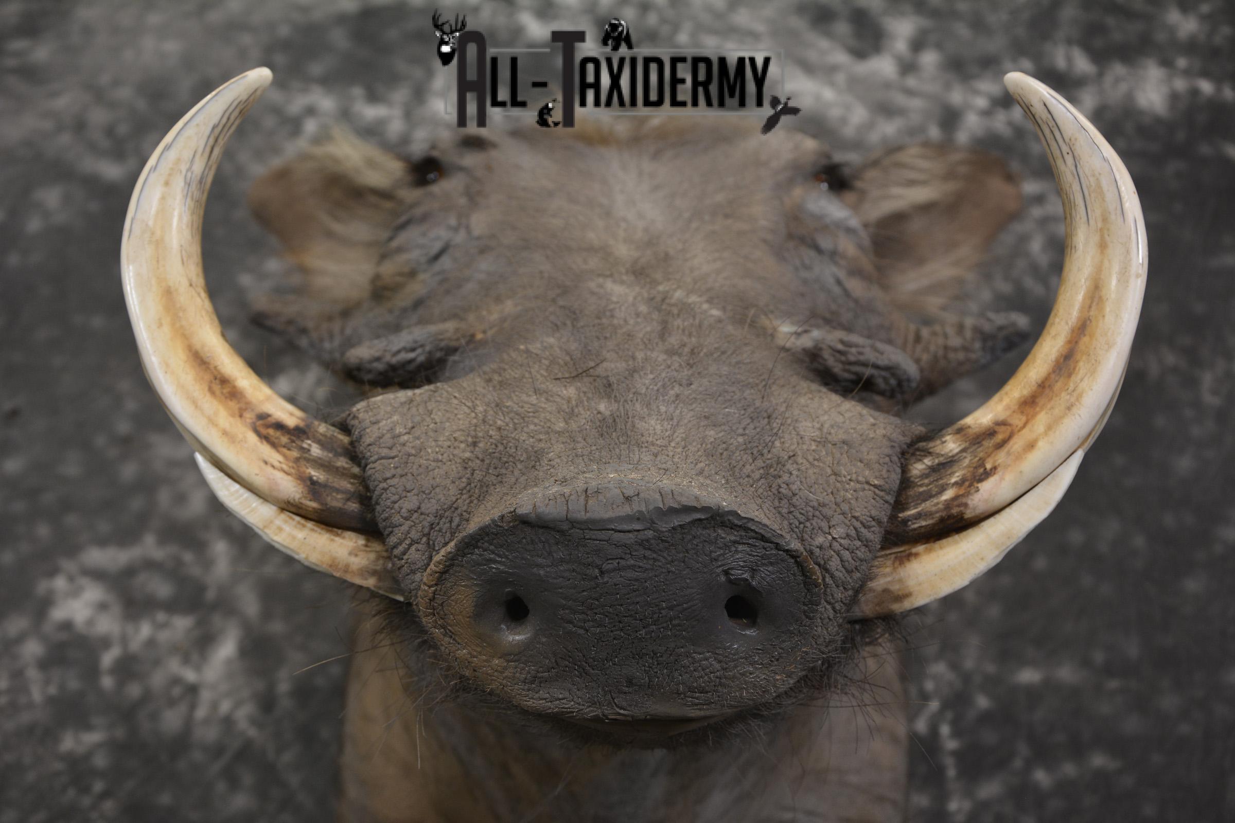African Warthog Shoulder taxidermy mount for sale * SKU 2014 - Image 2