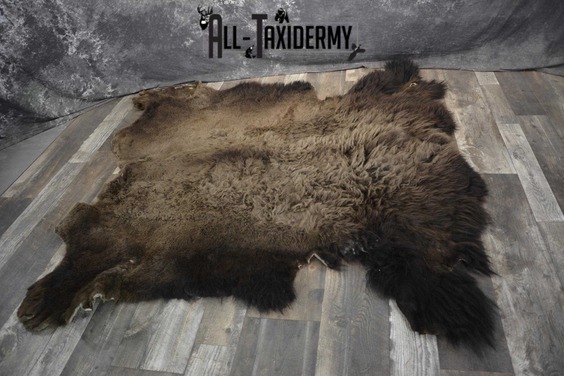 Bison Buffalo Hide taxidermy for sale * SKU 2047