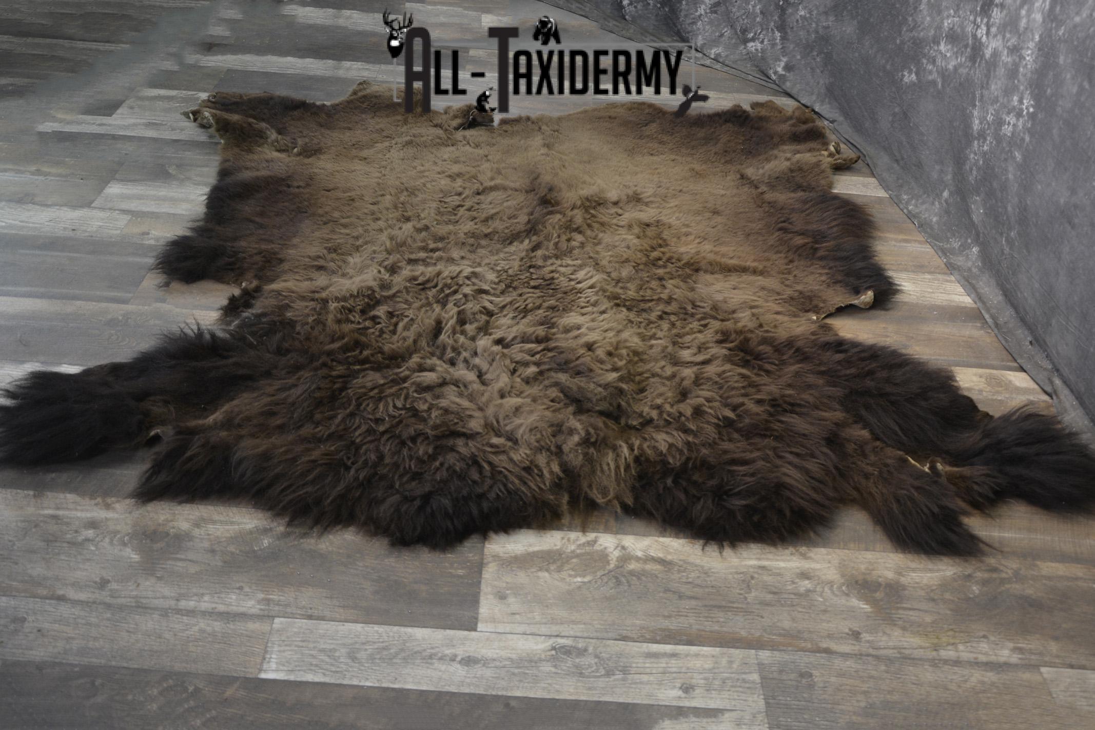 Bison Buffalo Hide taxidermy for sale * SKU 2047 - Image 5