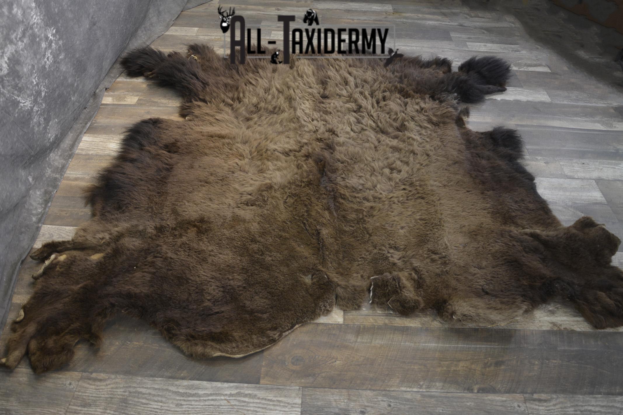 Bison Buffalo Hide taxidermy for sale * SKU 2047 - Image 4