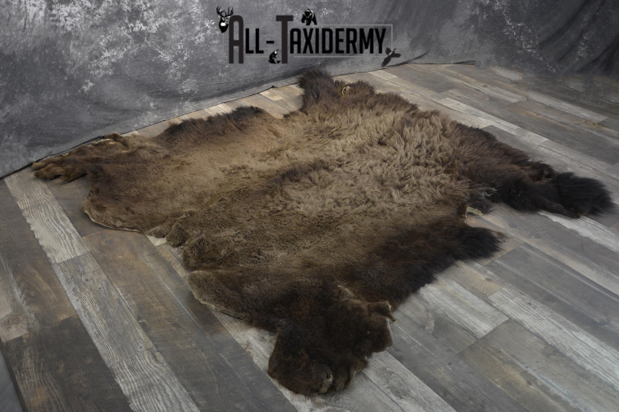 Bison Buffalo Hide taxidermy for sale * SKU 2047 - Image 3