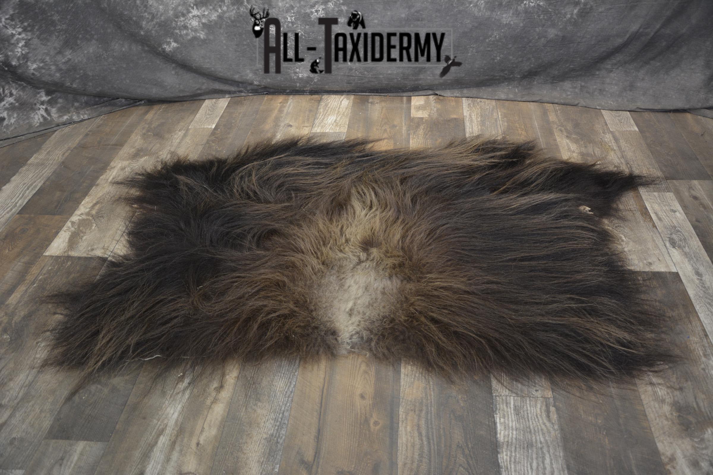 Back 1/2 Muskox taxidermy hide for sale * SKU 2008 - Image 4