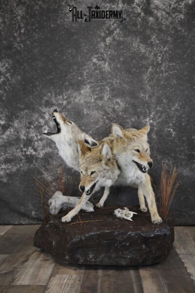 Coyote Cerberus