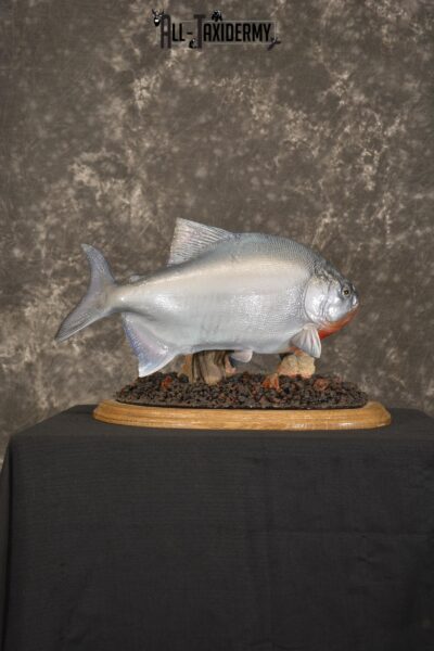 XXL Red-bellied reproduction piranha fish taxidermy mount for sale * SKU 2082