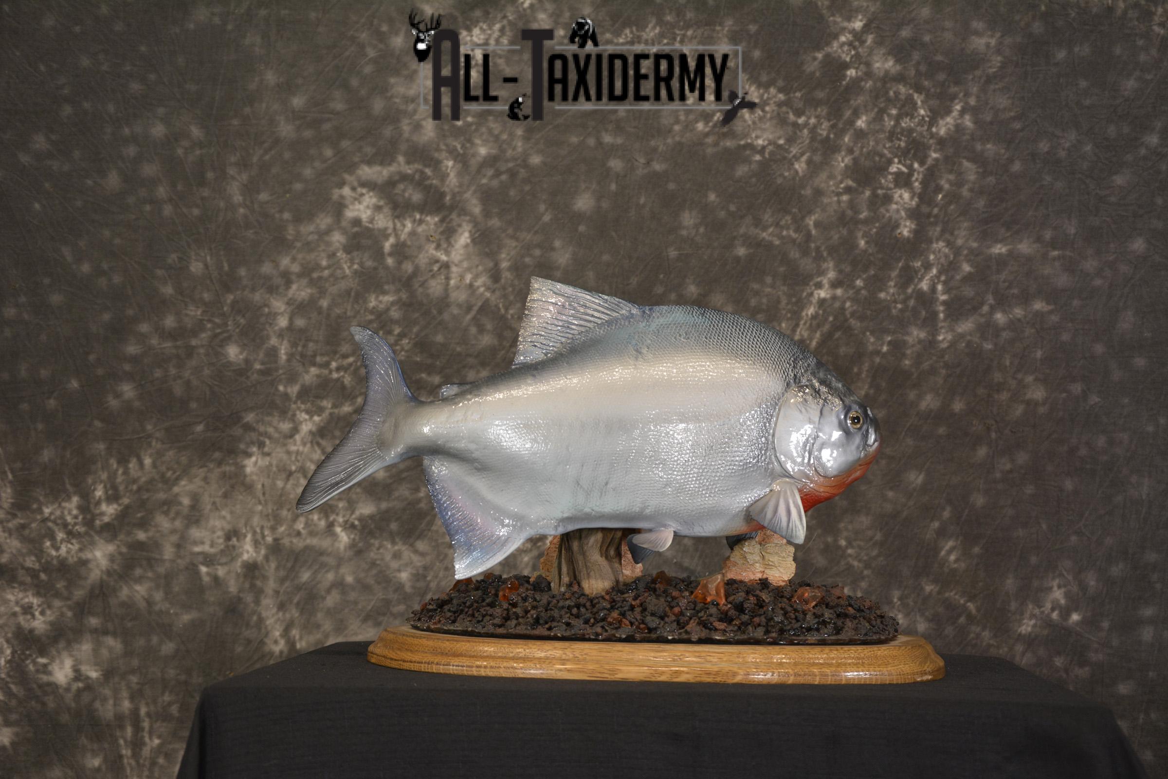XXL Red-bellied reproduction piranha fish taxidermy mount for sale * SKU 2082 - Image 8