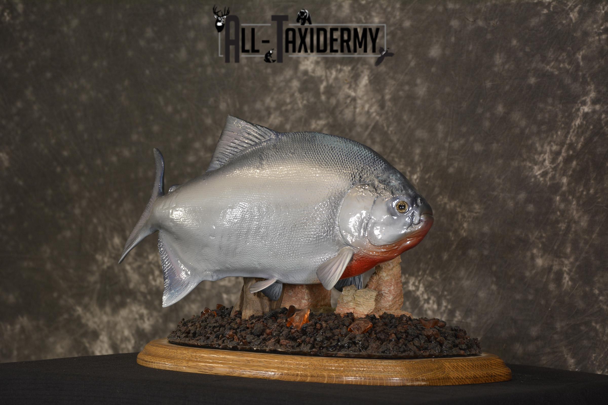 XXL Red-bellied reproduction piranha fish taxidermy mount for sale * SKU 2082 - Image 7