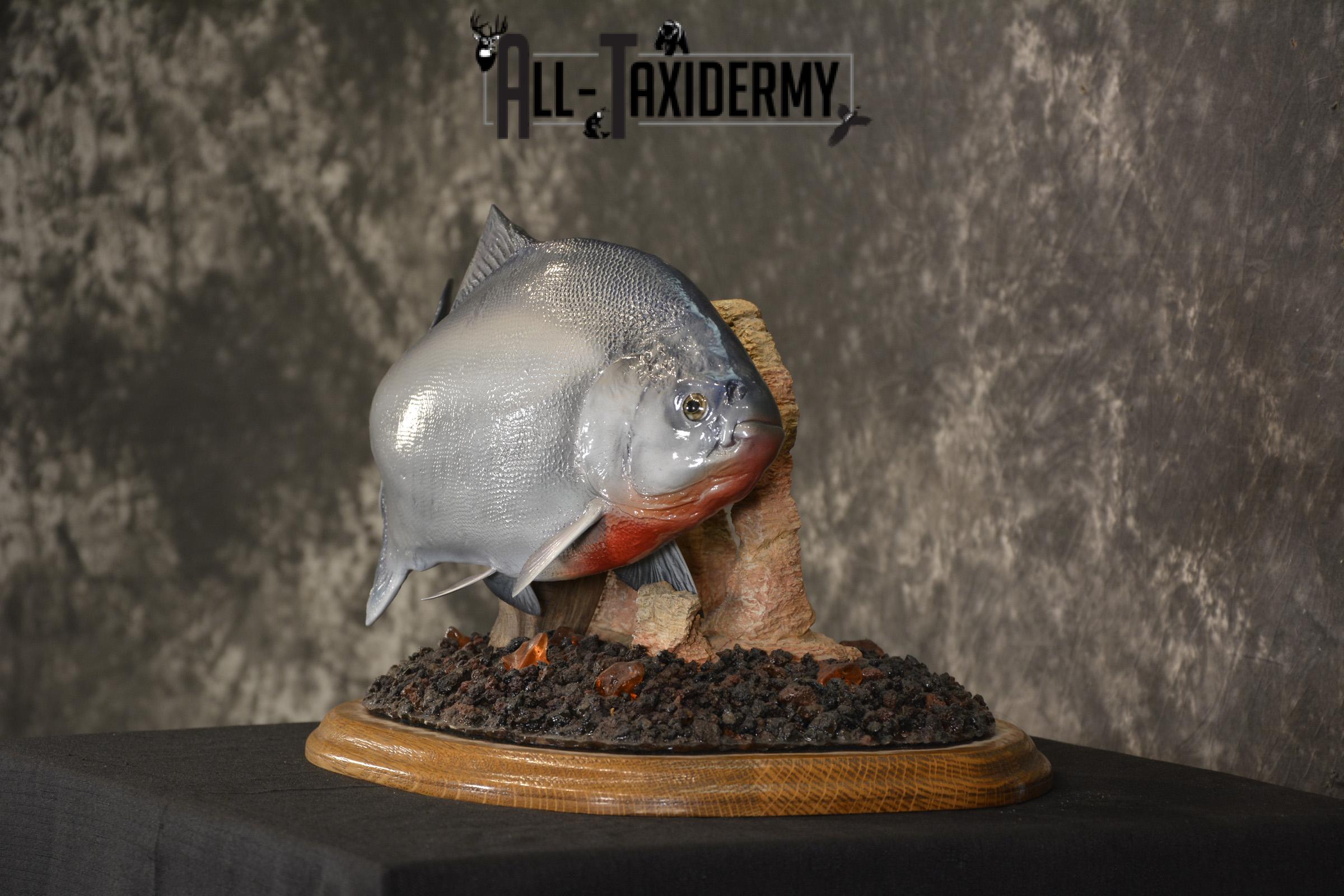 XXL Red-bellied reproduction piranha fish taxidermy mount for sale * SKU 2082 - Image 6
