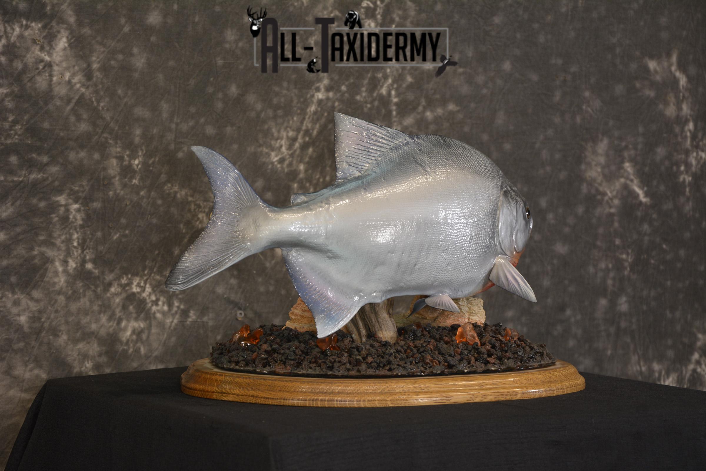 XXL Red-bellied reproduction piranha fish taxidermy mount for sale * SKU 2082 - Image 5