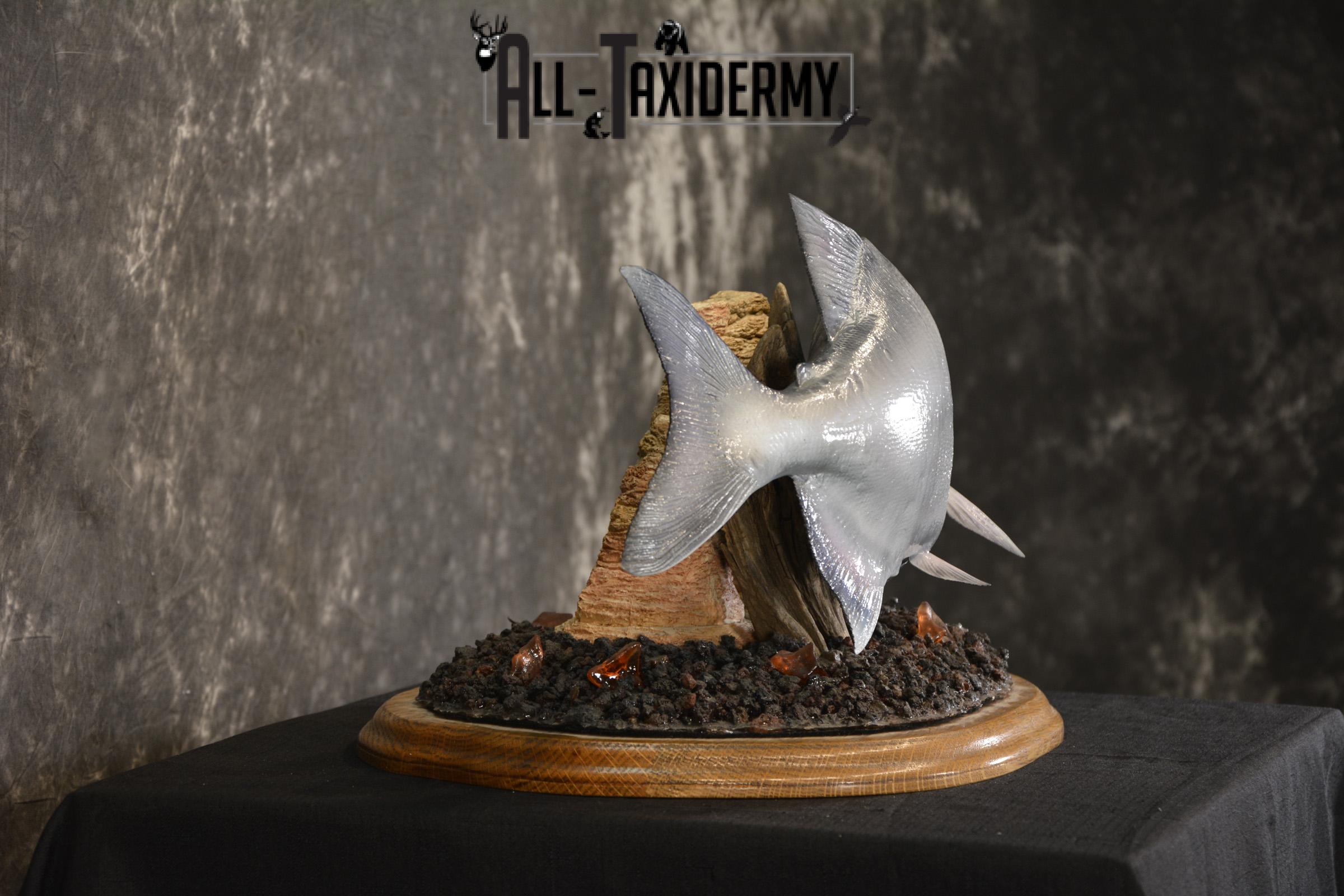 XXL Red-bellied reproduction piranha fish taxidermy mount for sale * SKU 2082 - Image 4