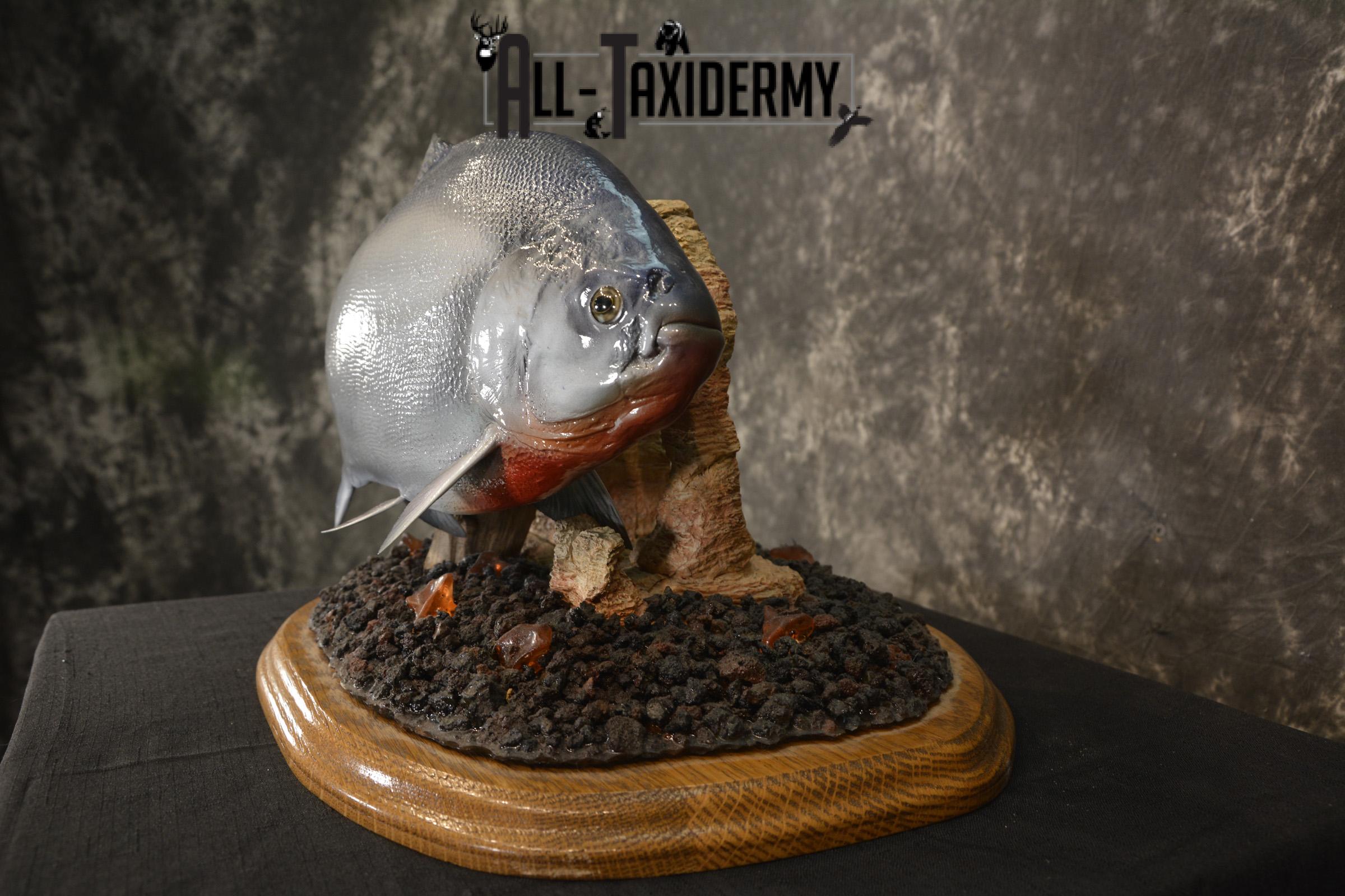 XXL Red-bellied reproduction piranha fish taxidermy mount for sale * SKU 2082 - Image 3