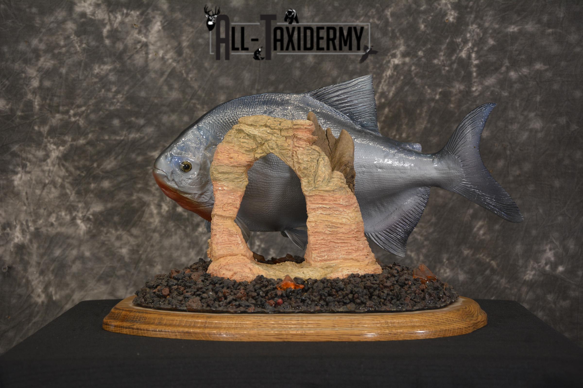 XXL Red-bellied reproduction piranha fish taxidermy mount for sale * SKU 2082 - Image 2