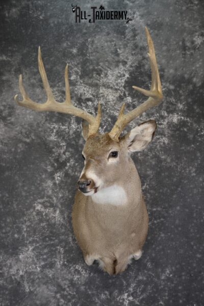 Whitetail deer taxidermy shoulder mount for sale * SKU 2069