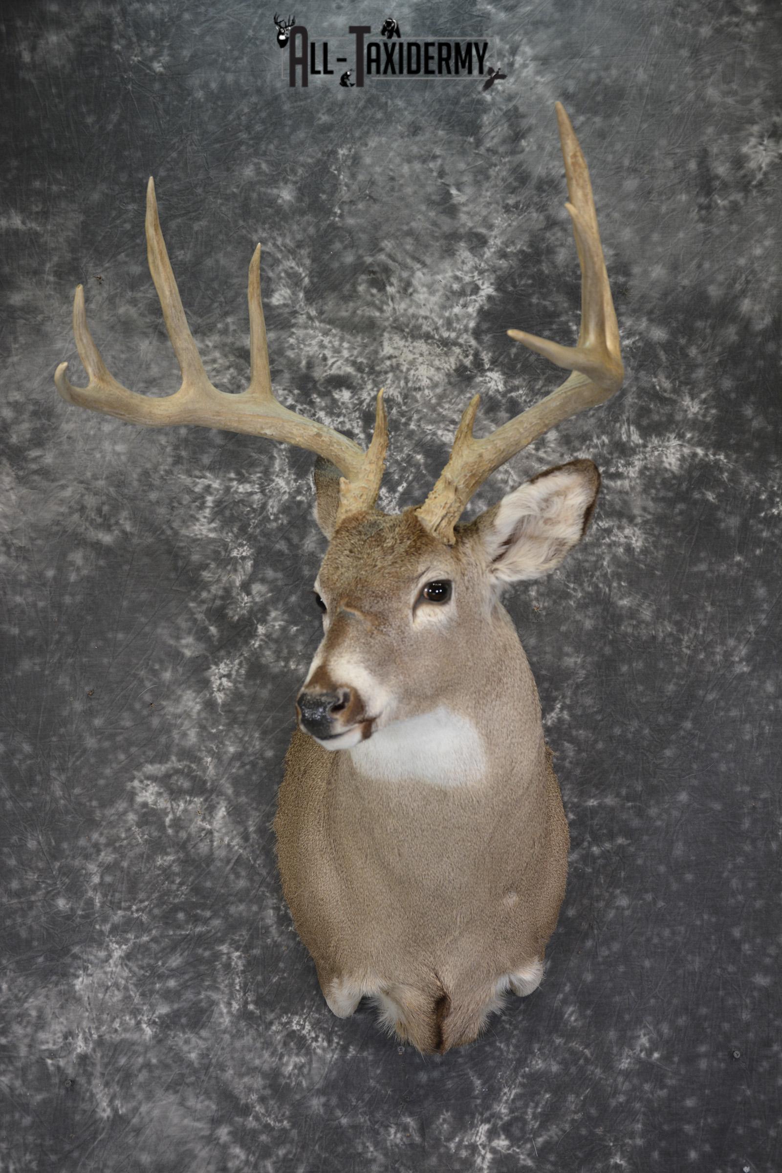 Whitetail deer taxidermy shoulder mount for sale * SKU 2069