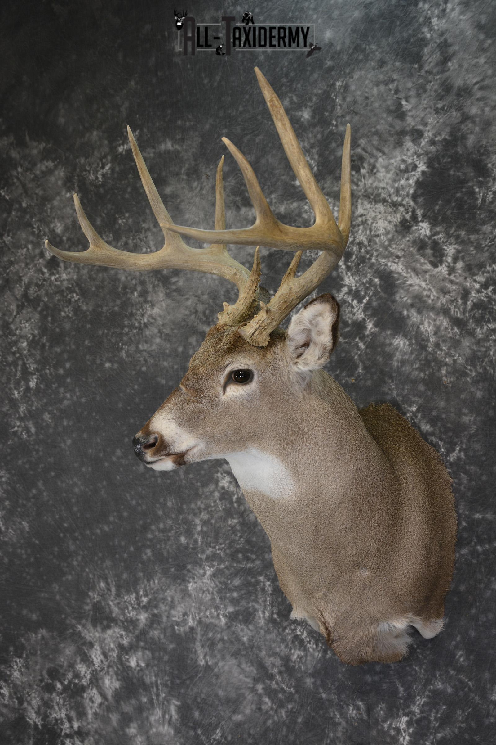 Whitetail deer taxidermy shoulder mount for sale * SKU 2069 - Image 8