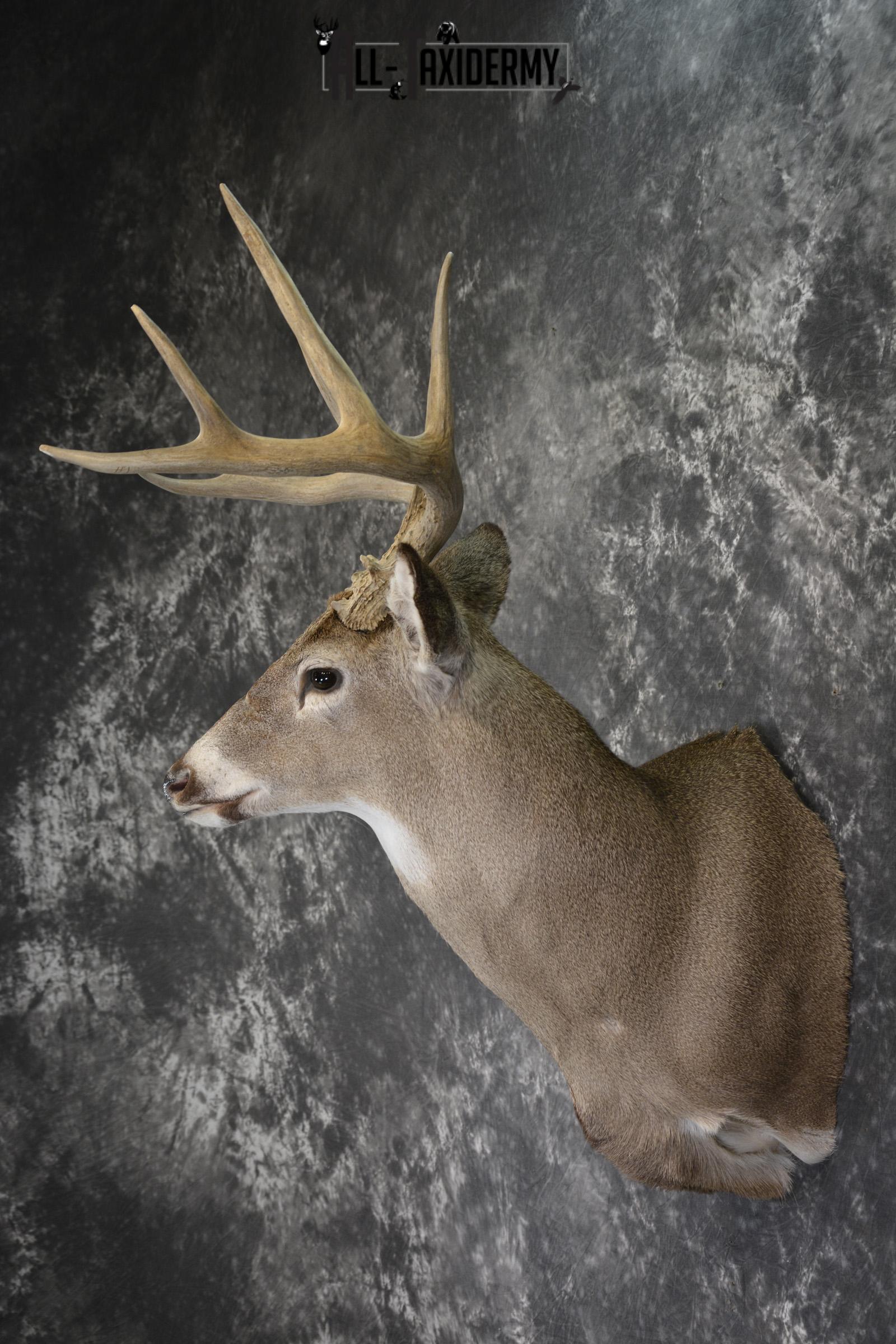 Whitetail deer taxidermy shoulder mount for sale * SKU 2069 - Image 7