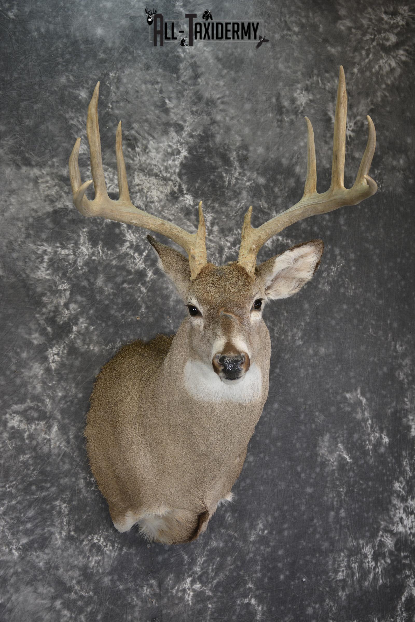 Whitetail deer taxidermy shoulder mount for sale * SKU 2069 - Image 6