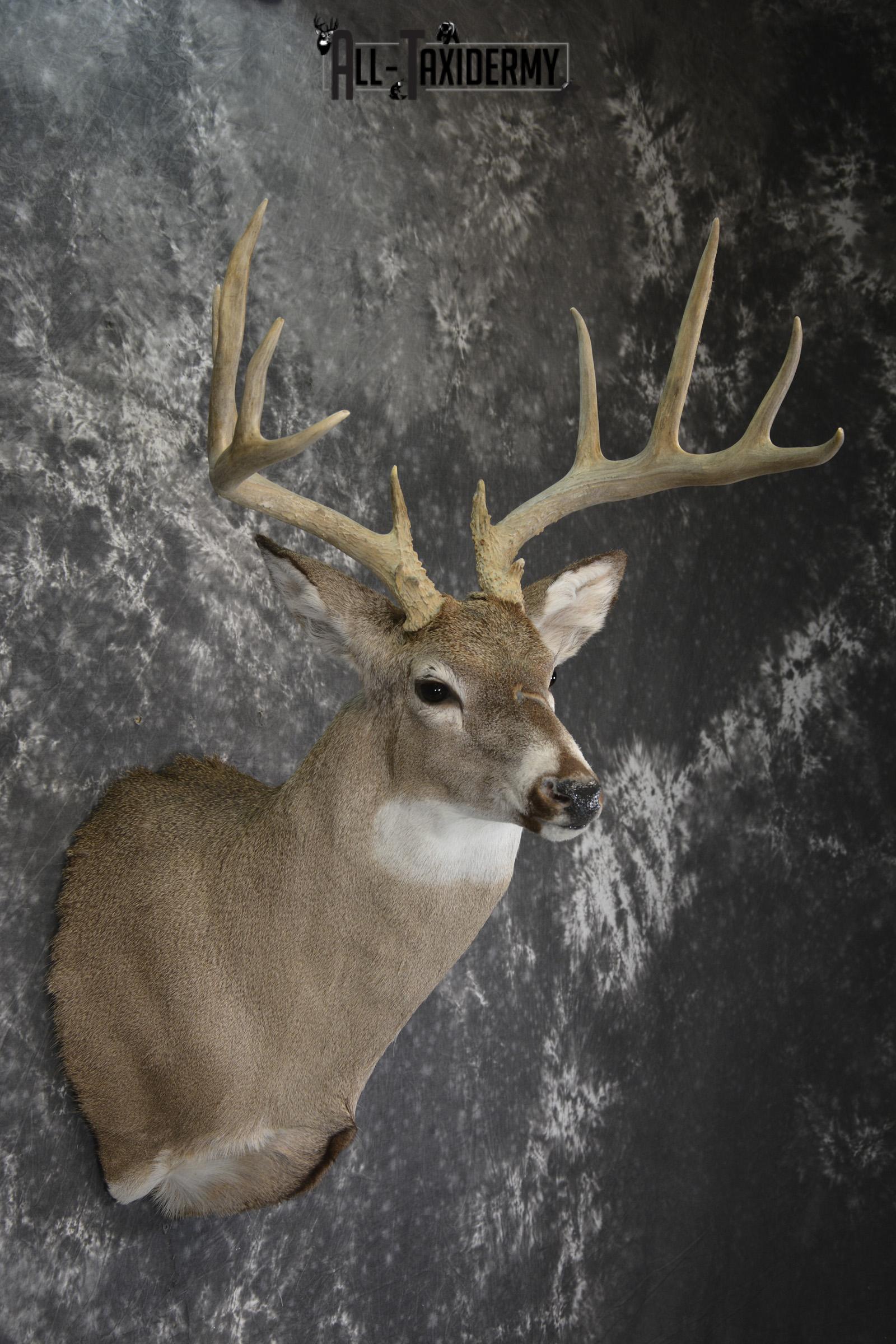 Whitetail deer taxidermy shoulder mount for sale * SKU 2069 - Image 5