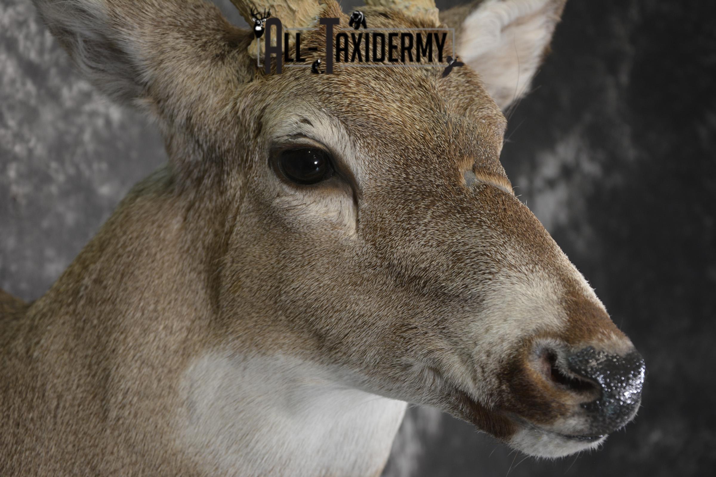 Whitetail deer taxidermy shoulder mount for sale * SKU 2069 - Image 4