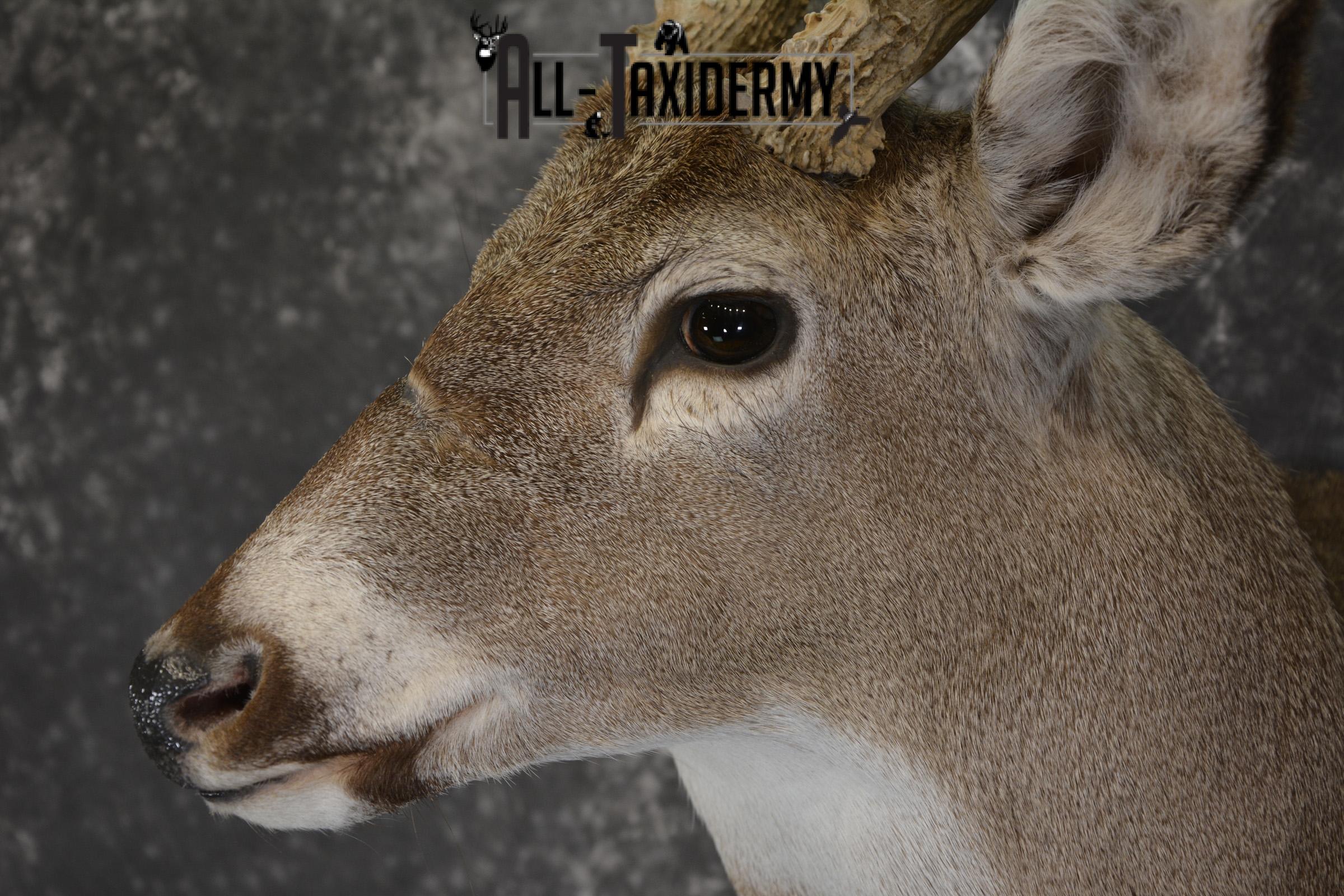 Whitetail deer taxidermy shoulder mount for sale * SKU 2069 - Image 3