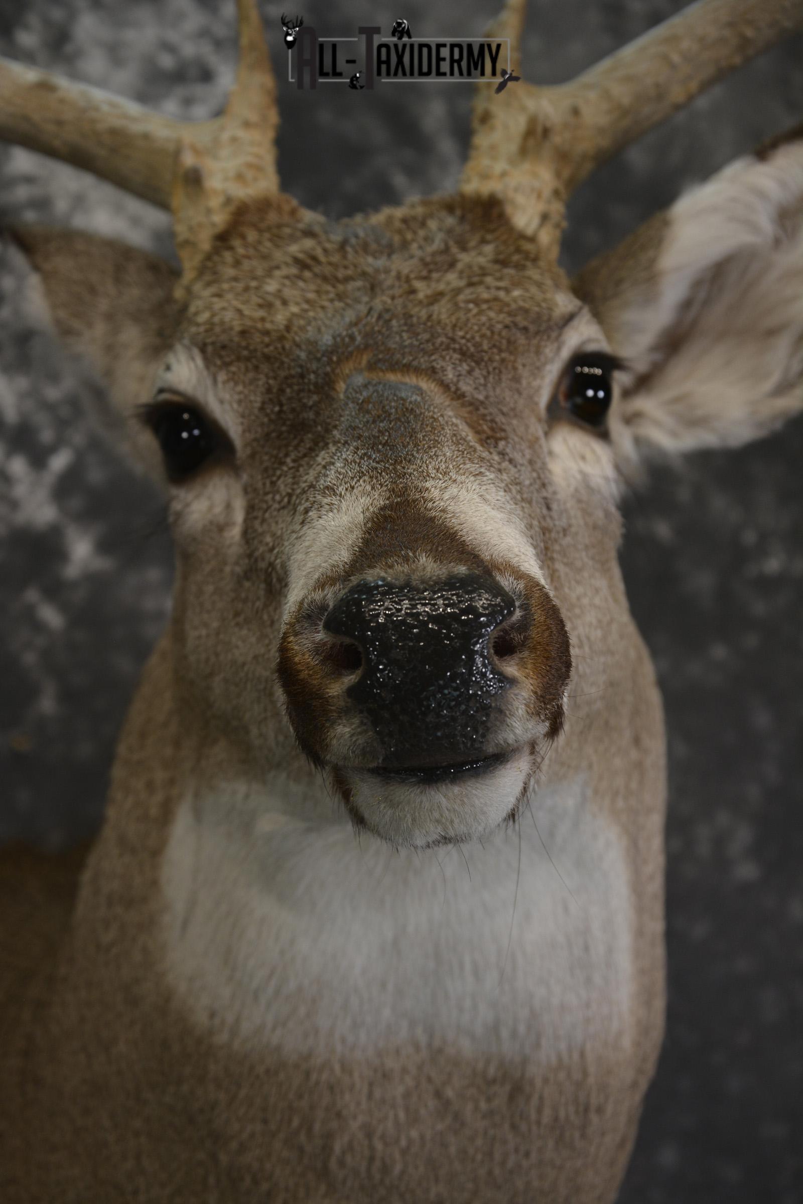 Whitetail deer taxidermy shoulder mount for sale * SKU 2069 - Image 2