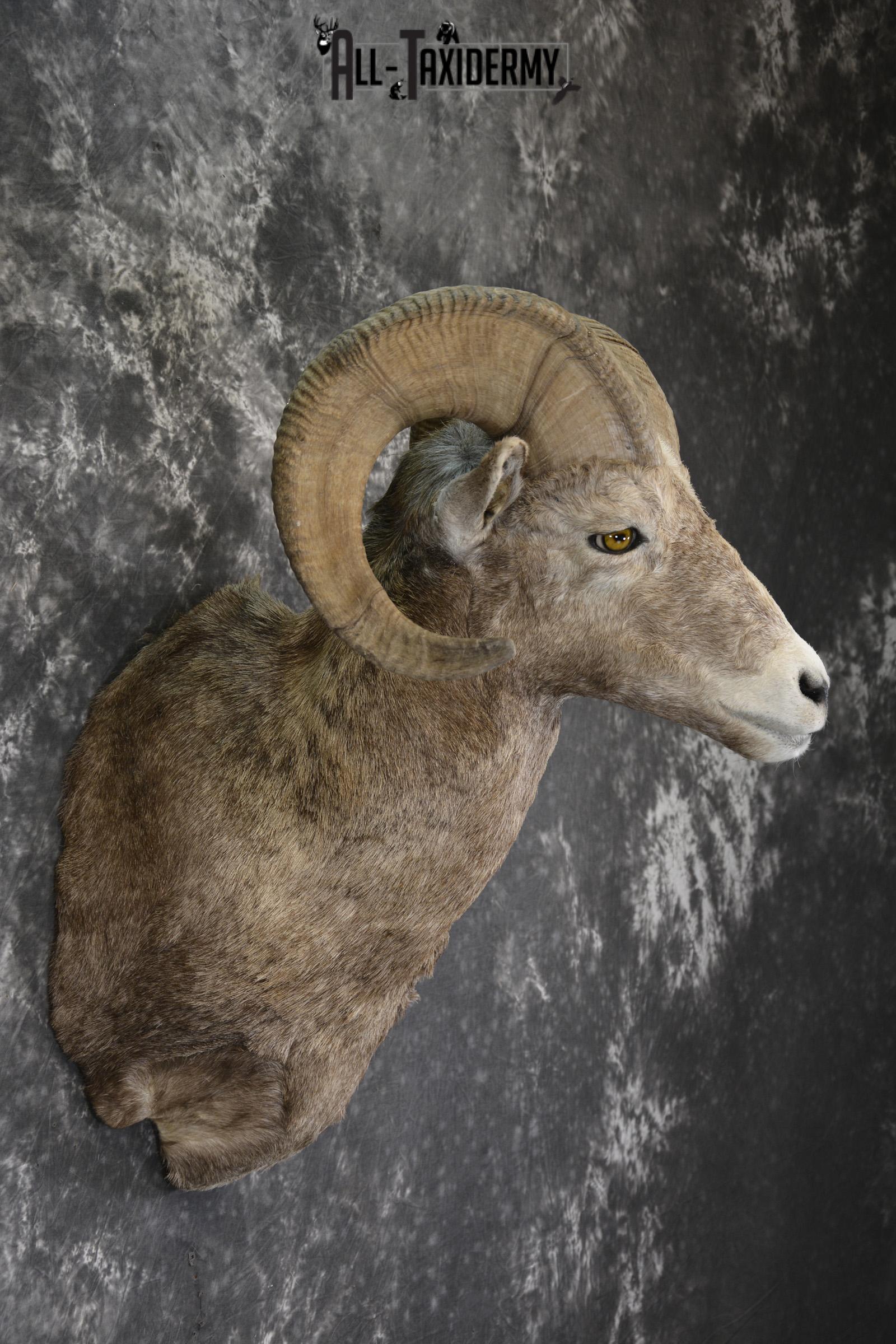 Rocky Mountian Bighorn Sheep taxidermy shoulder mount for sale * SKU 2066 - Image 5