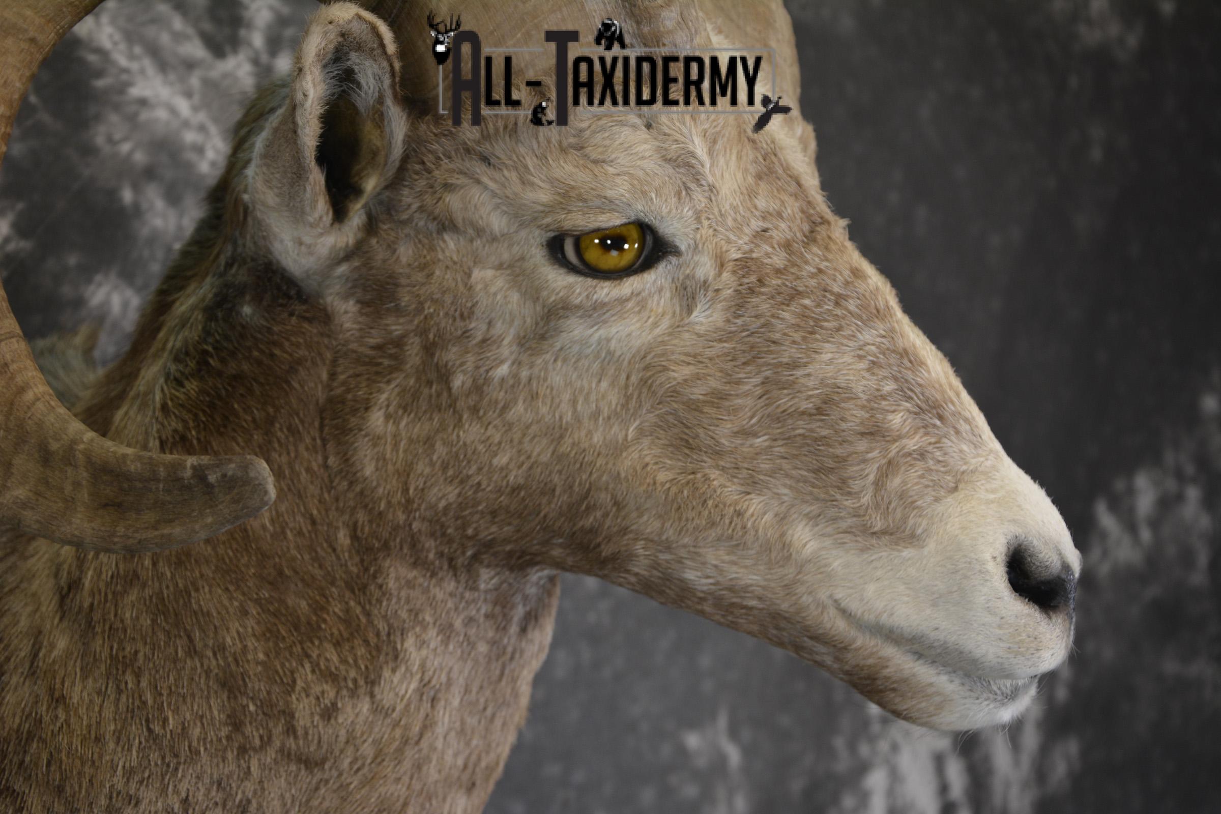 Rocky Mountian Bighorn Sheep taxidermy shoulder mount for sale * SKU 2066 - Image 4