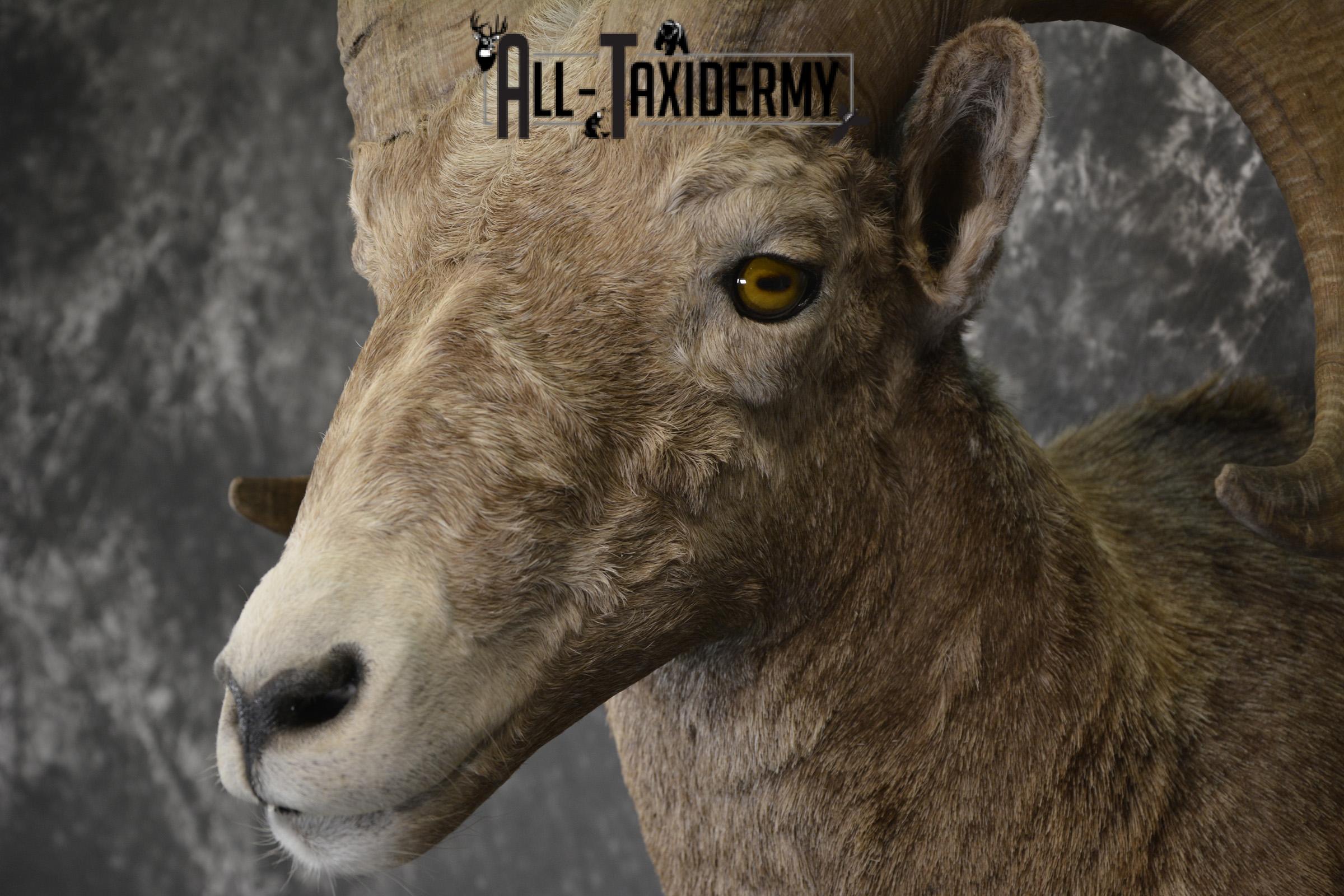 Rocky Mountian Bighorn Sheep taxidermy shoulder mount for sale * SKU 2066 - Image 3