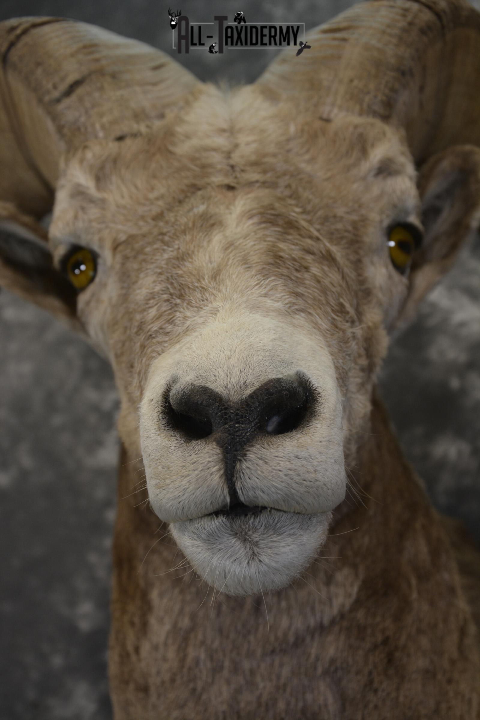Rocky Mountian Bighorn Sheep taxidermy shoulder mount for sale * SKU 2066 - Image 2