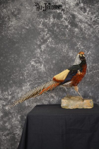 Lady Amherst pheasant taxidermy mount for sale * SKU 2077