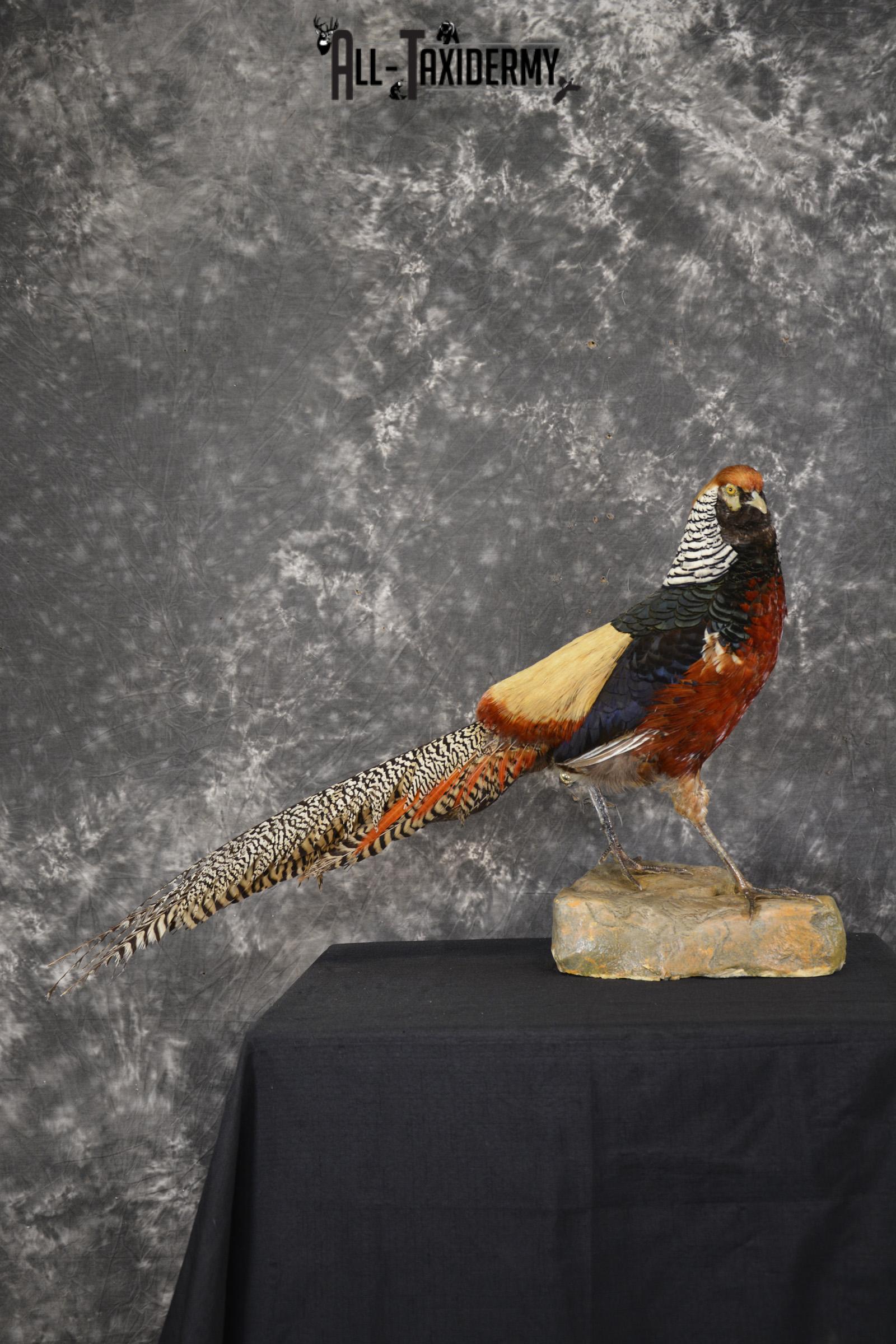 Lady Amherst pheasant taxidermy mount for sale * SKU 2077