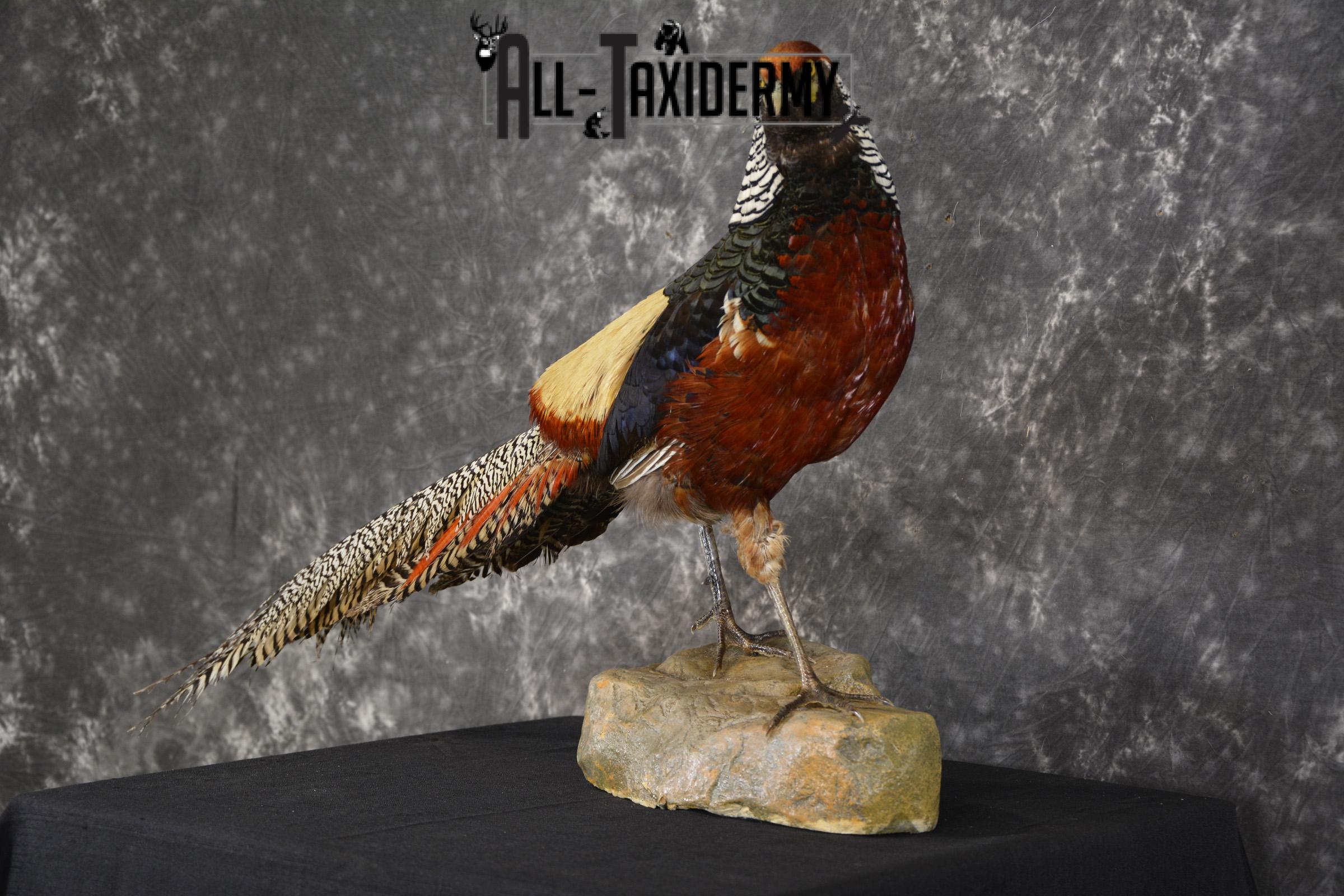 Lady Amherst pheasant taxidermy mount for sale * SKU 2077 - Image 8