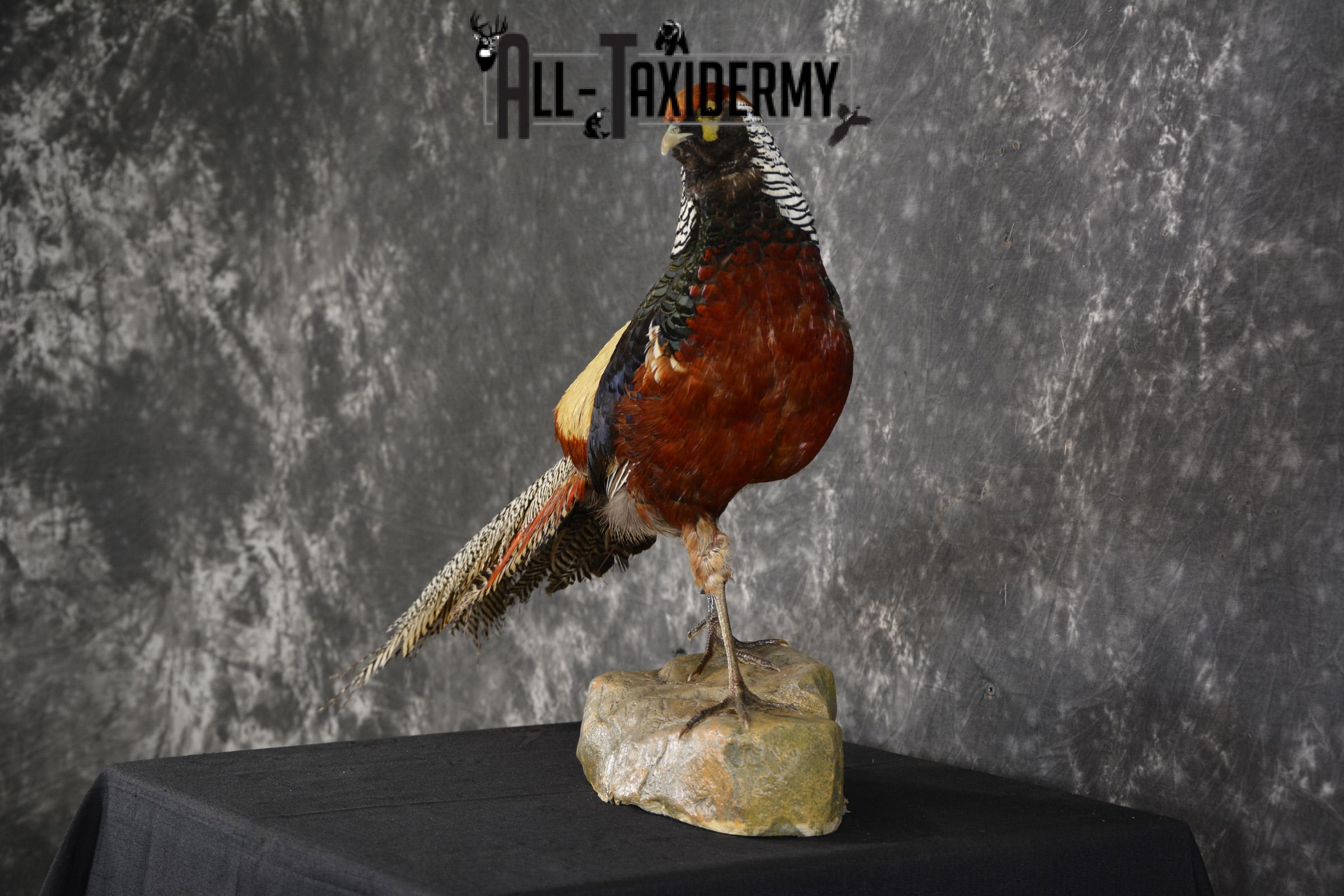 Lady Amherst pheasant taxidermy mount for sale * SKU 2077 - Image 7