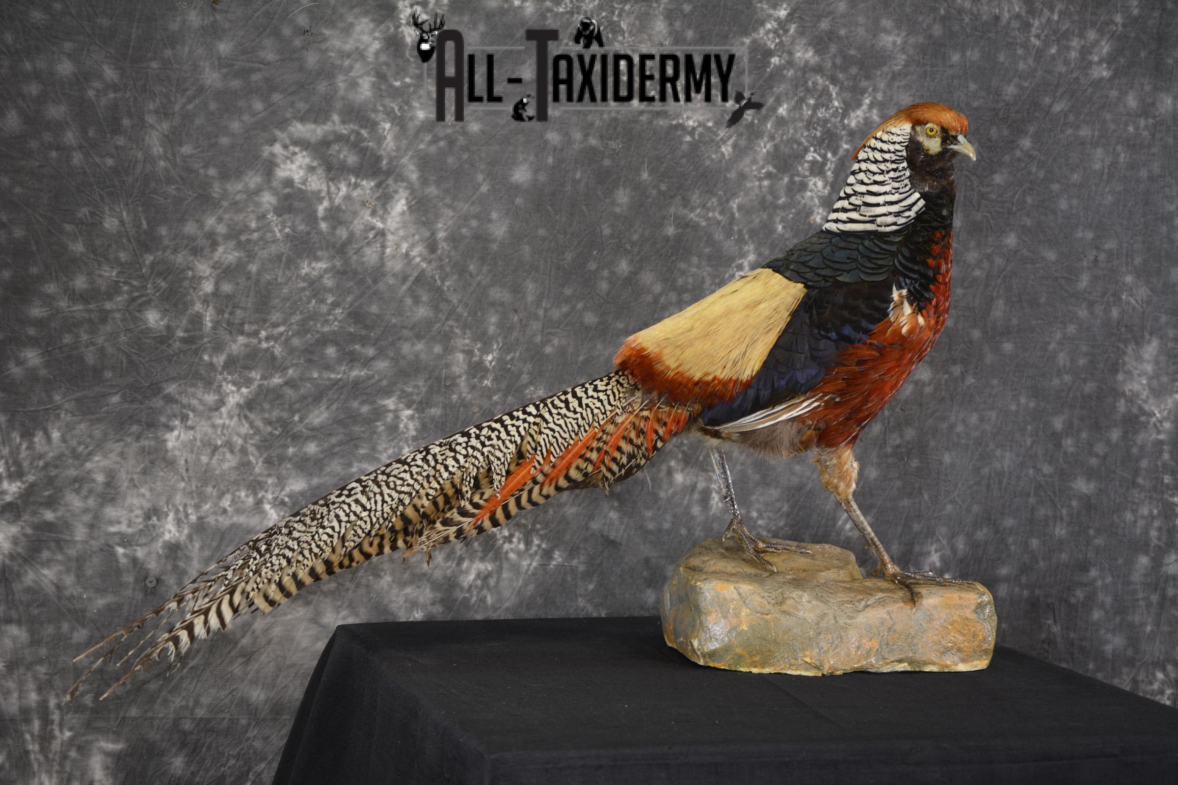 Lady Amherst pheasant taxidermy mount for sale * SKU 2077 - Image 6