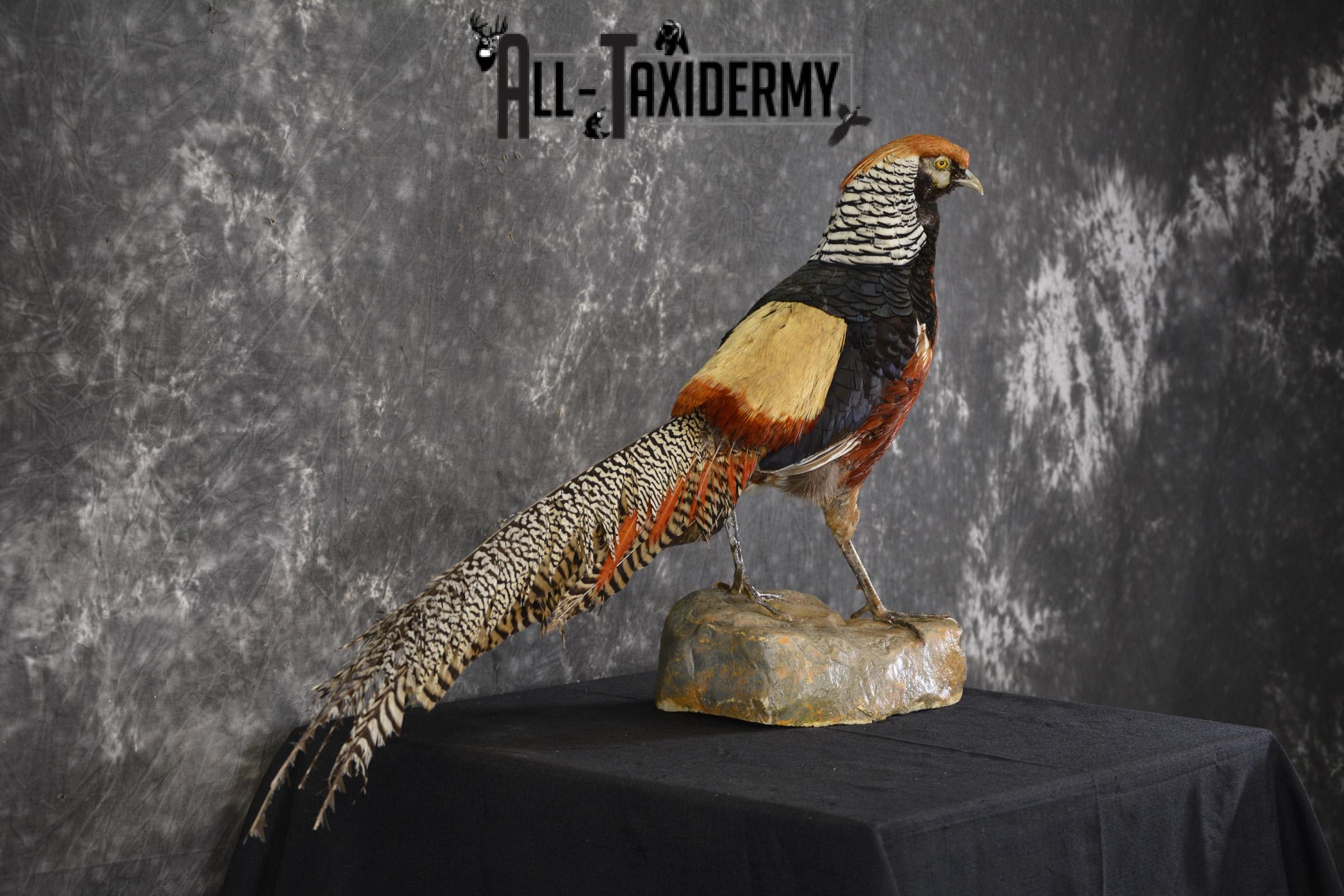 Lady Amherst pheasant taxidermy mount for sale * SKU 2077 - Image 5