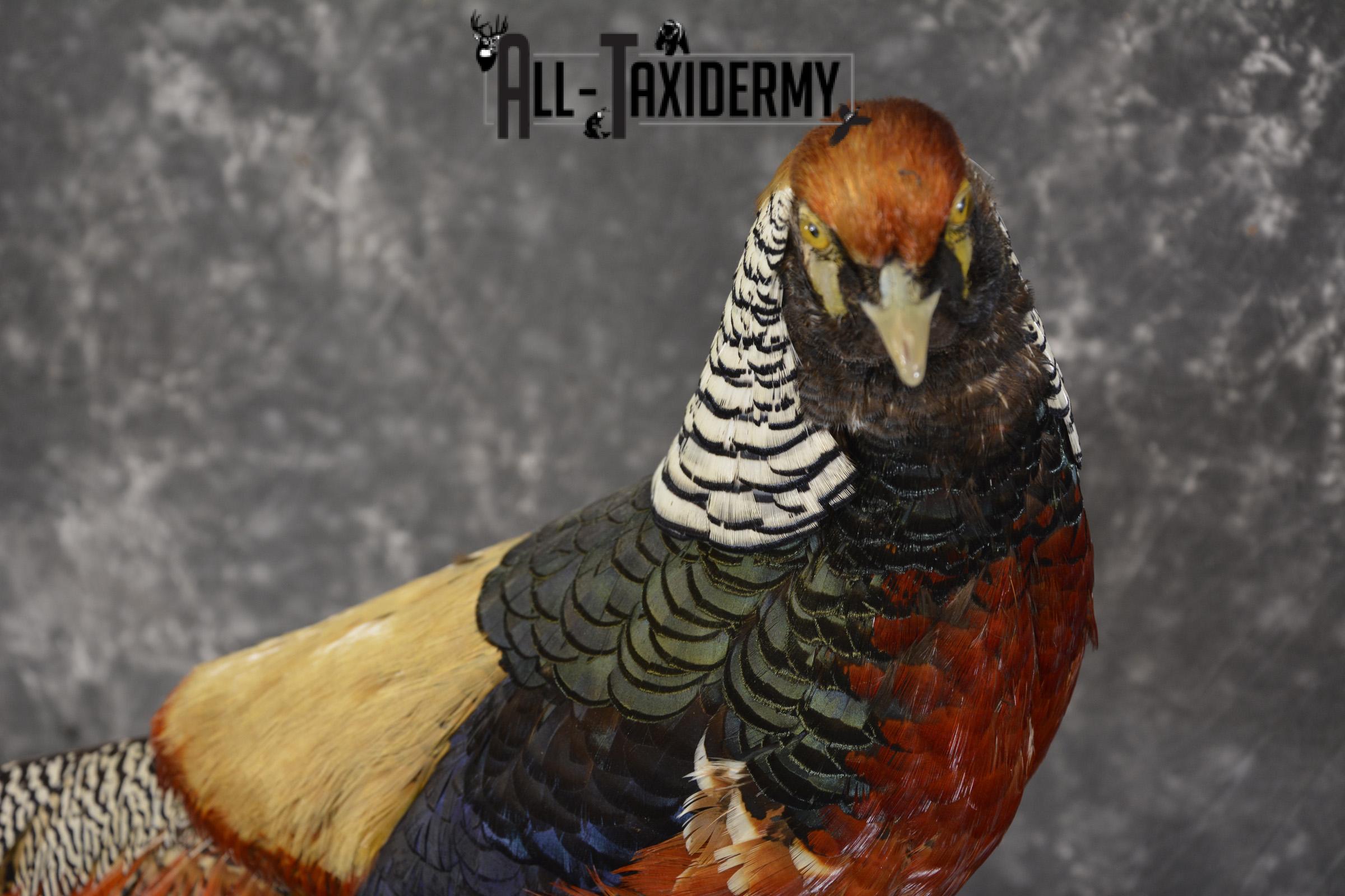Lady Amherst pheasant taxidermy mount for sale * SKU 2077 - Image 4
