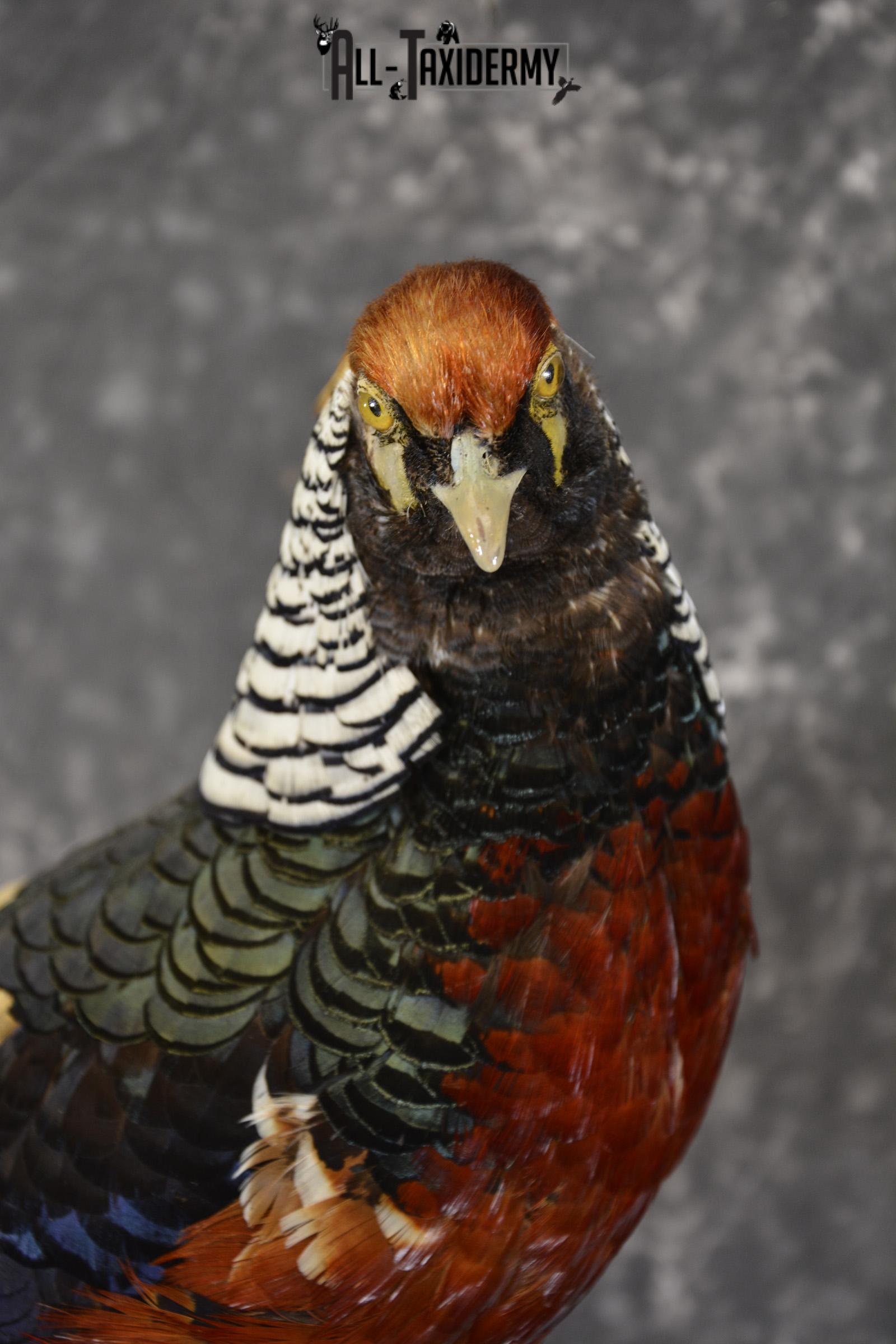 Lady Amherst pheasant taxidermy mount for sale * SKU 2077 - Image 3