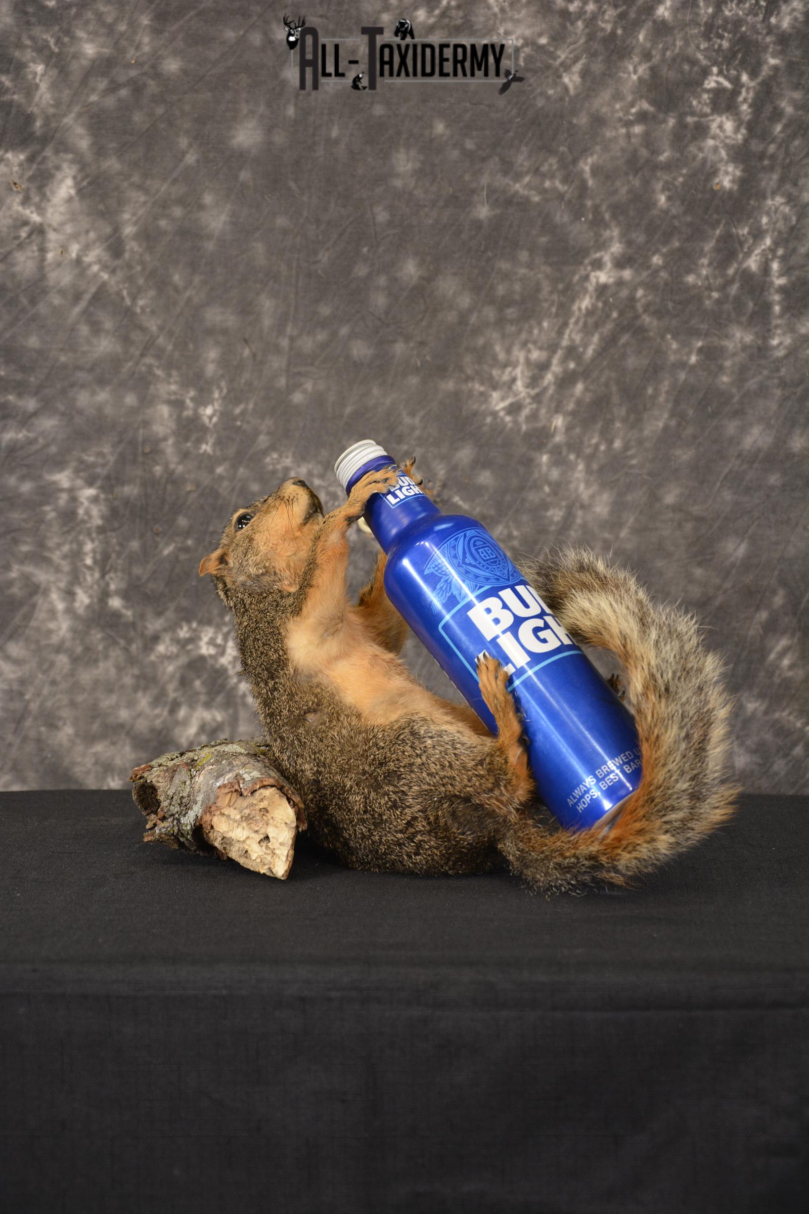 Fox Squirrel drinking Bud Light taxidermy mount for sale * SKU 2012