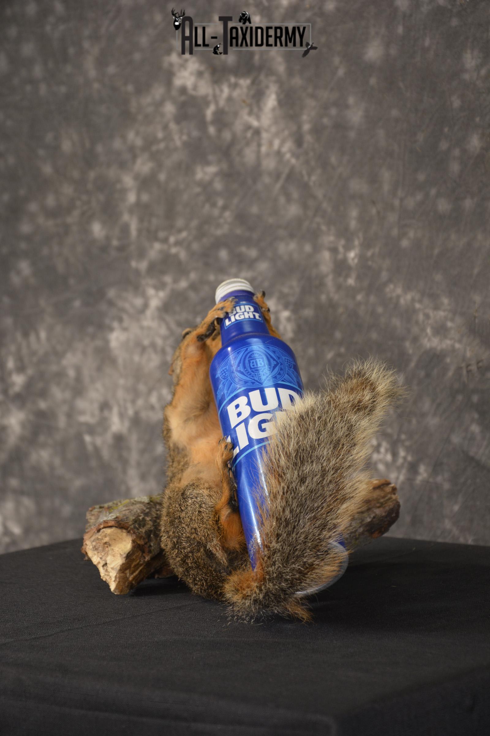 Fox Squirrel drinking Bud Light taxidermy mount for sale * SKU 2012 - Image 5