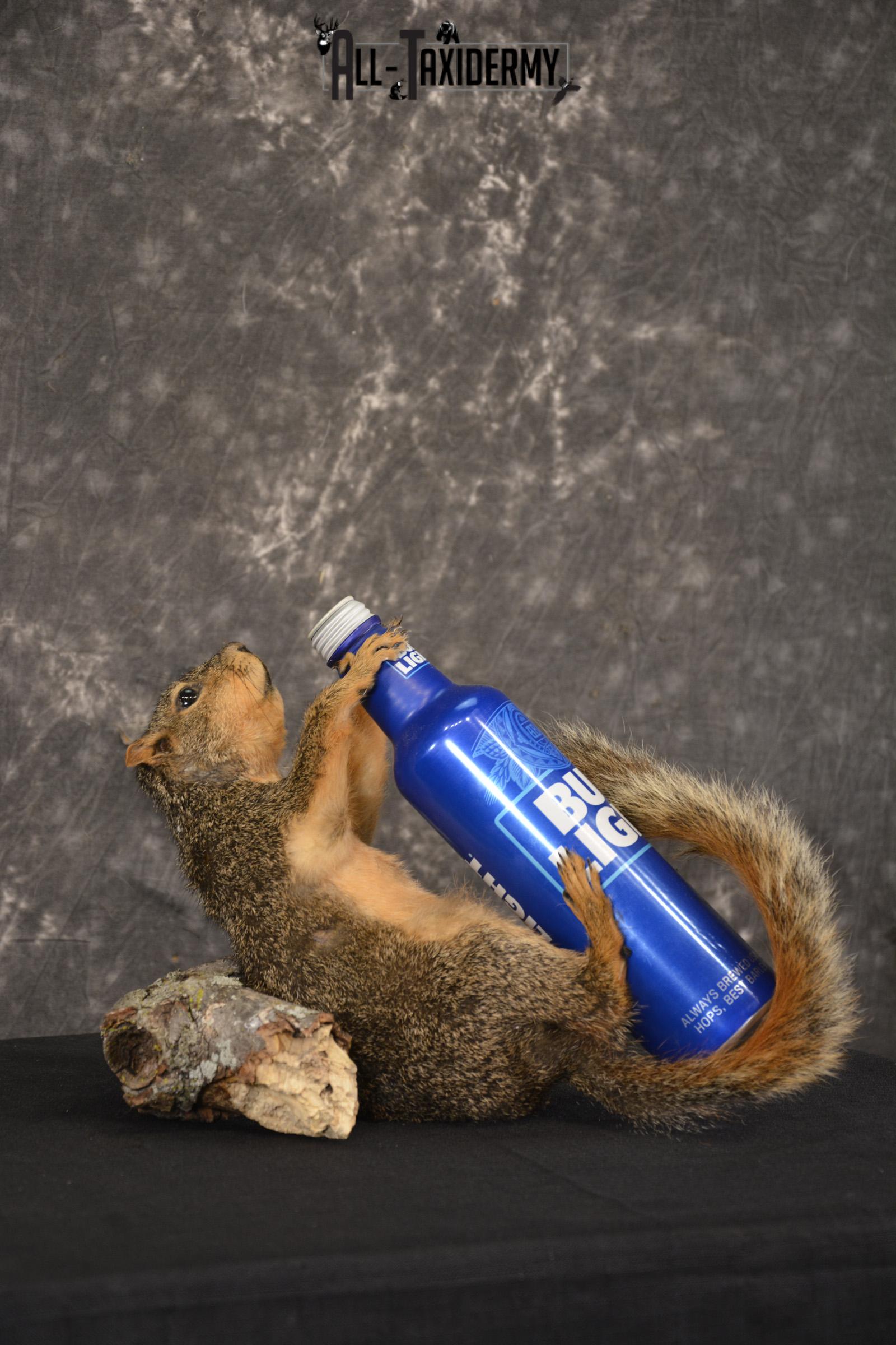 Fox Squirrel drinking Bud Light taxidermy mount for sale * SKU 2012 - Image 3