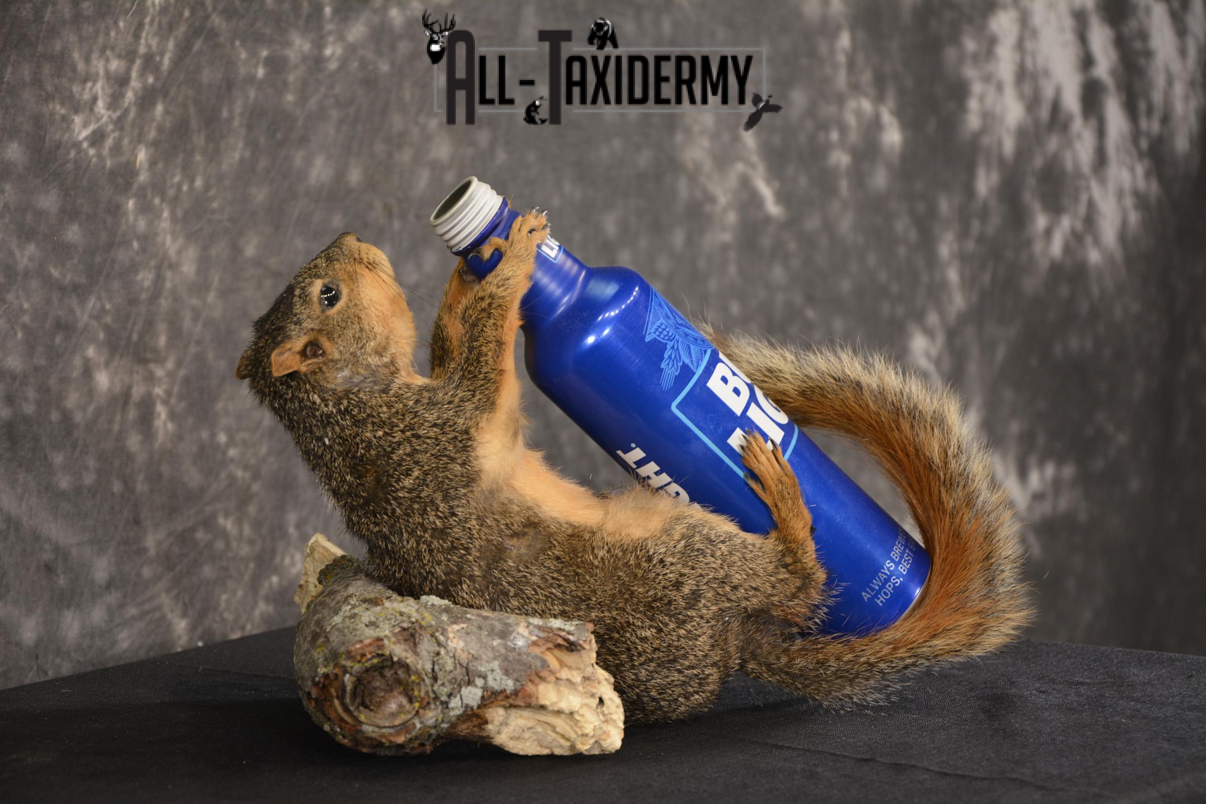 Fox Squirrel drinking Bud Light taxidermy mount for sale * SKU 2012 - Image 2