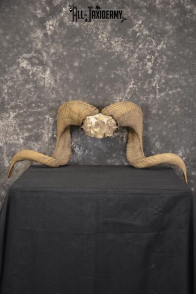 Corsican Ram Skull Plate Horns taxidermy for sale Texas Dall * SKU 2011