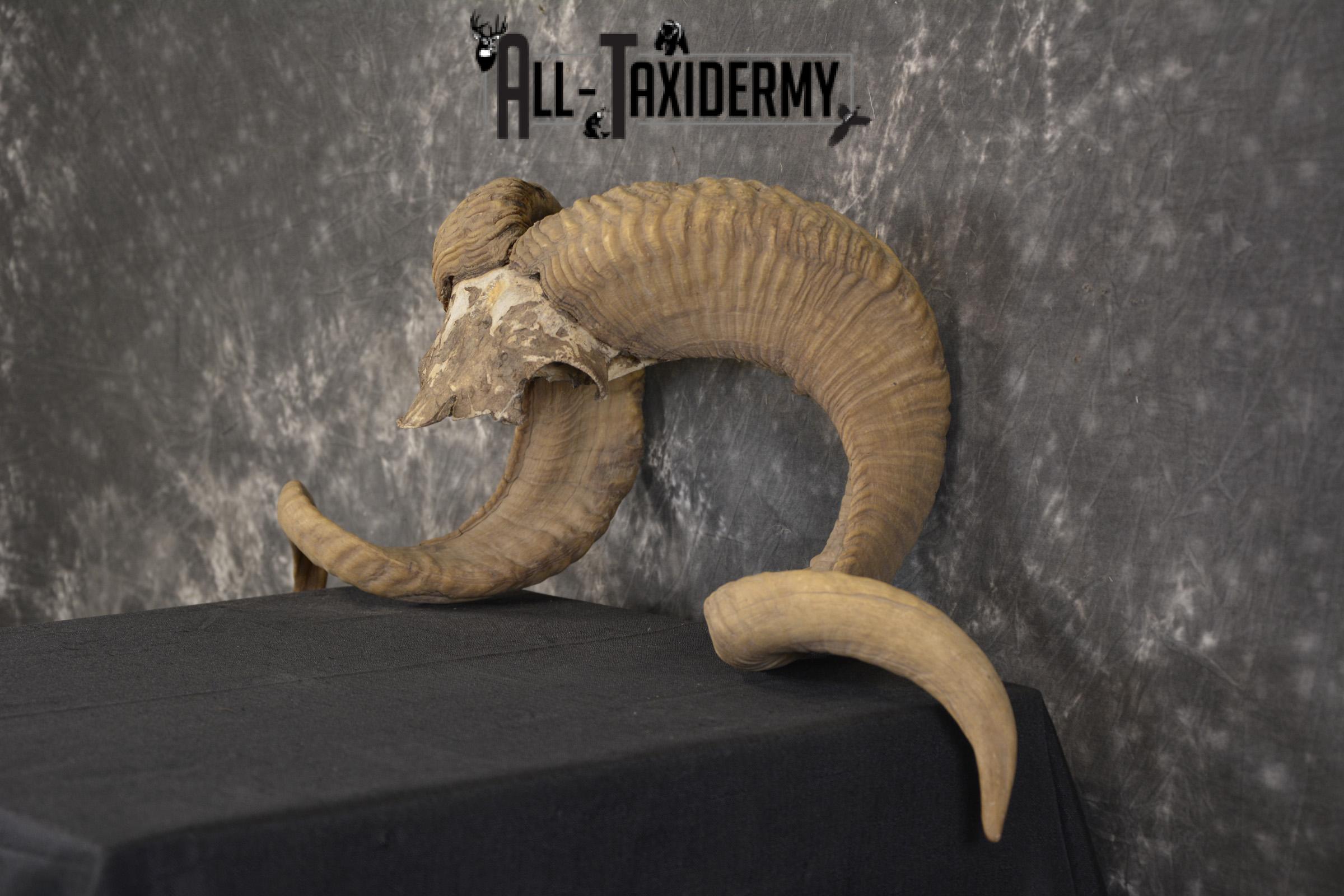 Corsican Ram Skull Plate Horns taxidermy for sale Texas Dall * SKU 2011 - Image 4