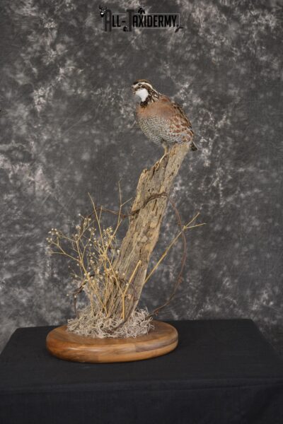 Quail on fence post taxidermy mount for sale * SKU 2010