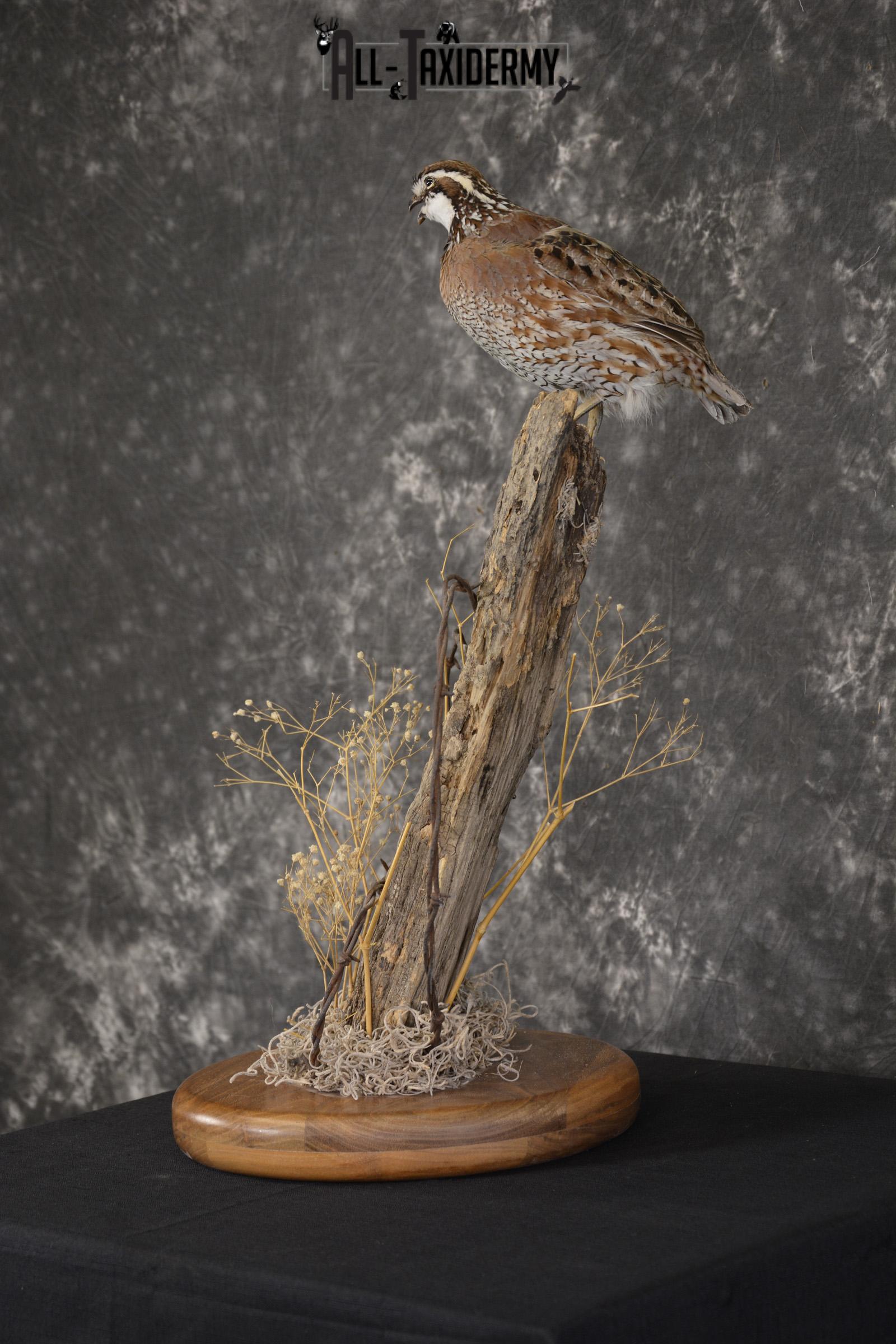 Quail on fence post taxidermy mount for sale * SKU 2010 - Image 7